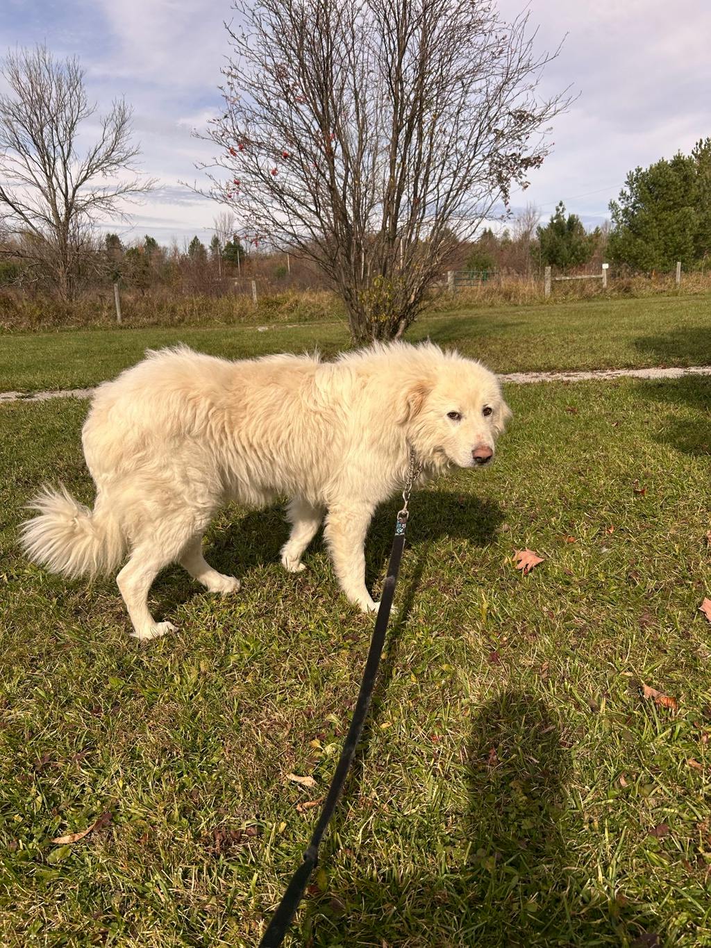 Gucci, a 5 years and 3 months old White Female Maremma Sheepdog Dog