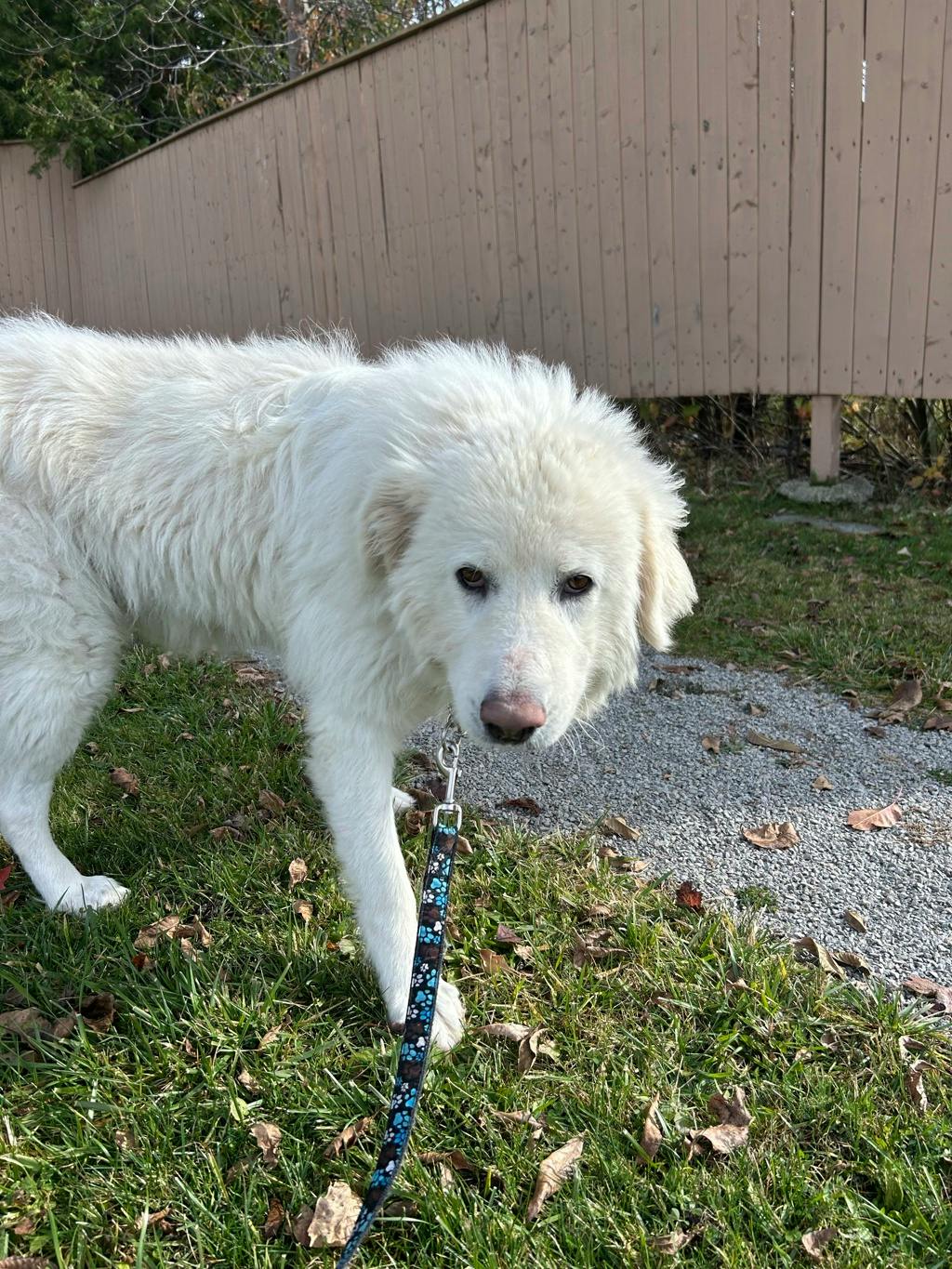 Gucci, a 5 years and 3 months old White Female Maremma Sheepdog Dog