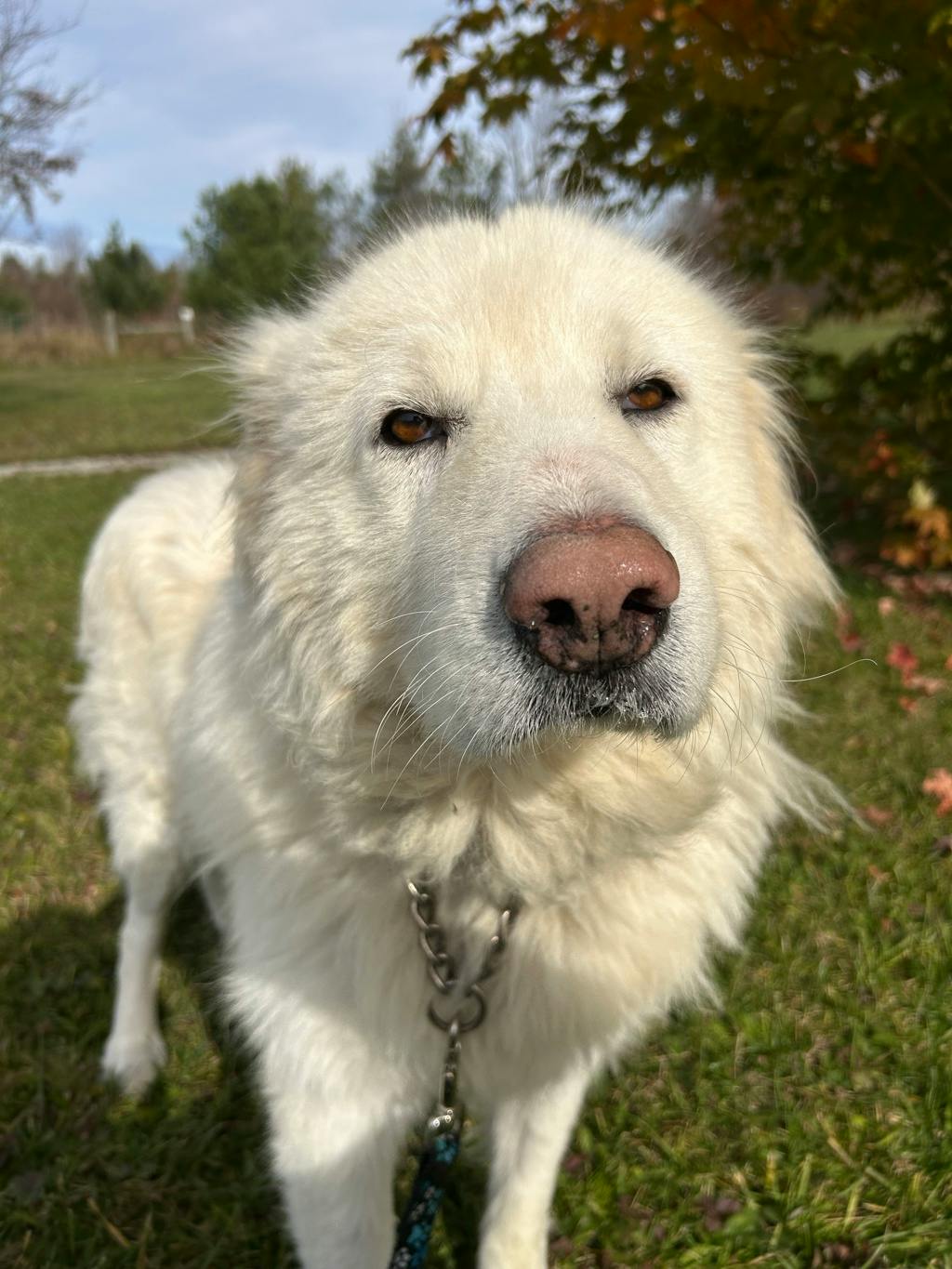 Gucci, a 5 years and 3 months old White Female Maremma Sheepdog Dog