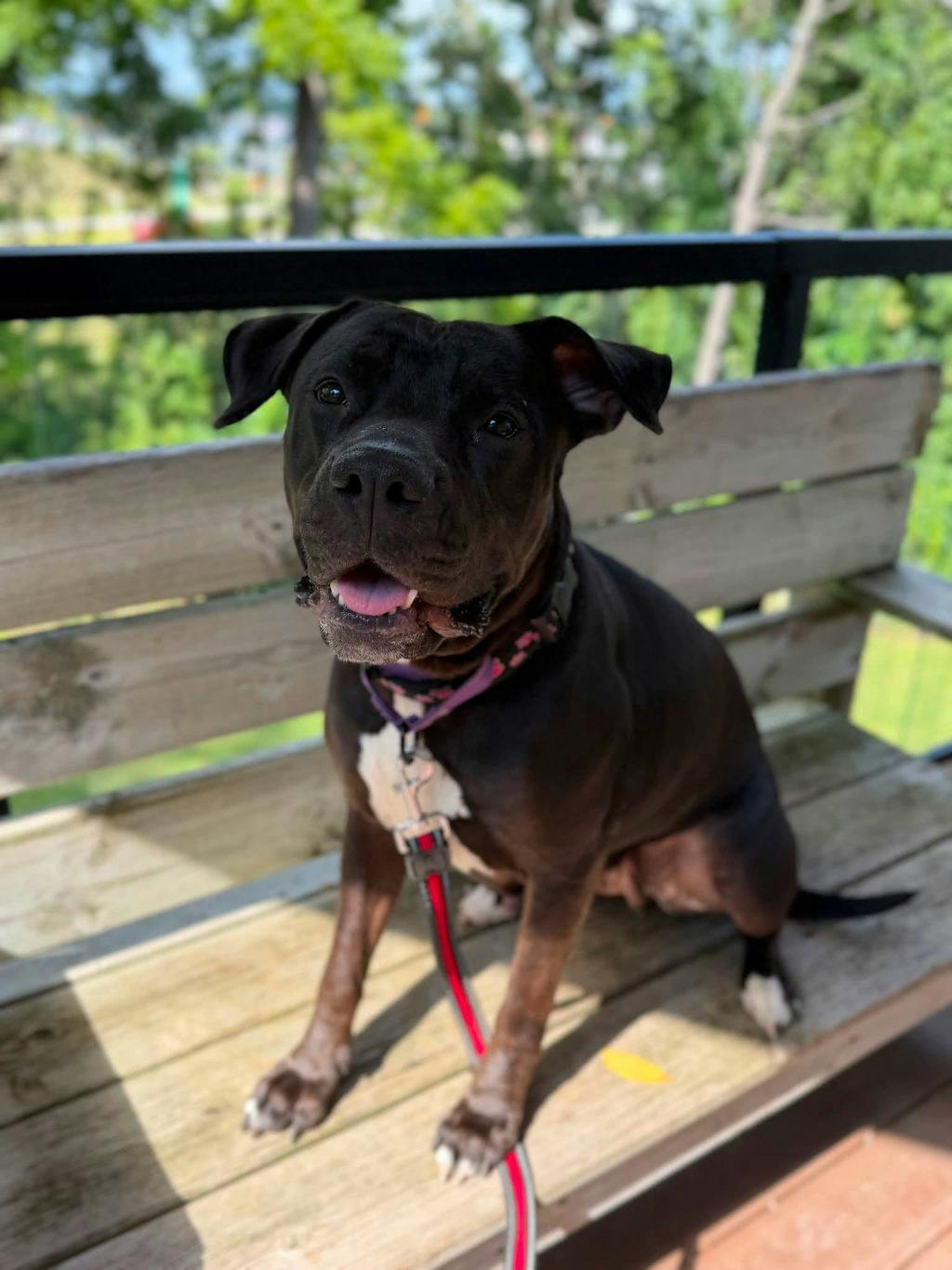 Harlequin, a 2 years and 2 months old Black Female American Bulldog Dog