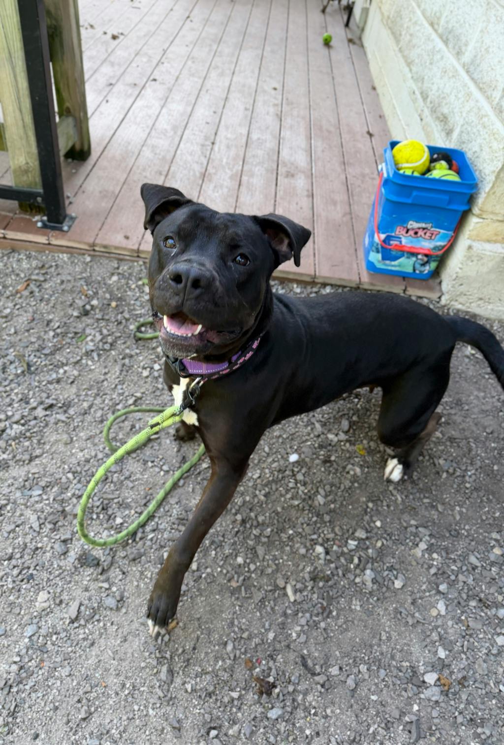 Harlequin, a 2 years and 2 months old Black Female American Bulldog Dog