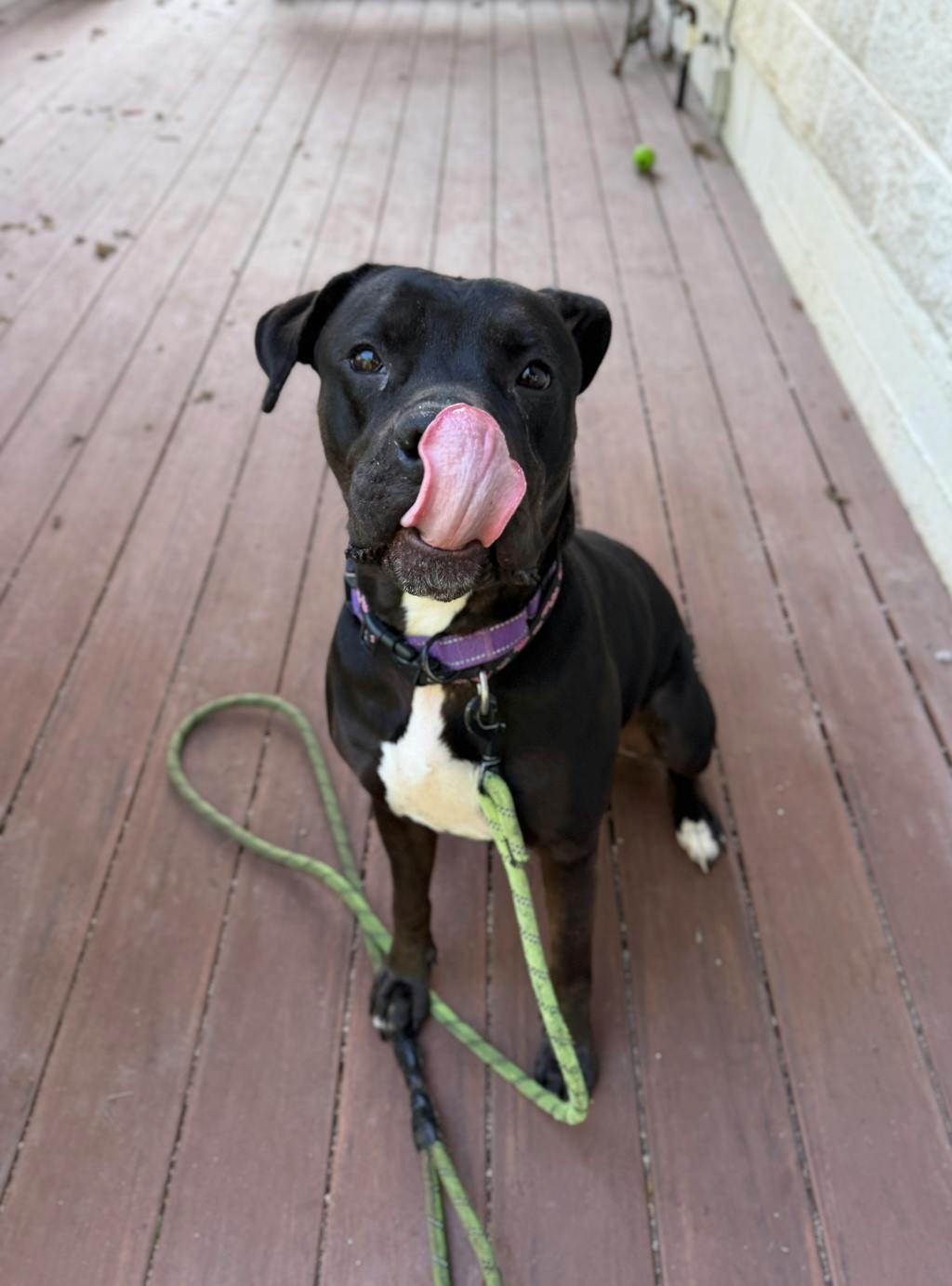 Harlequin, a 2 years and 2 months old Black Female American Bulldog Dog