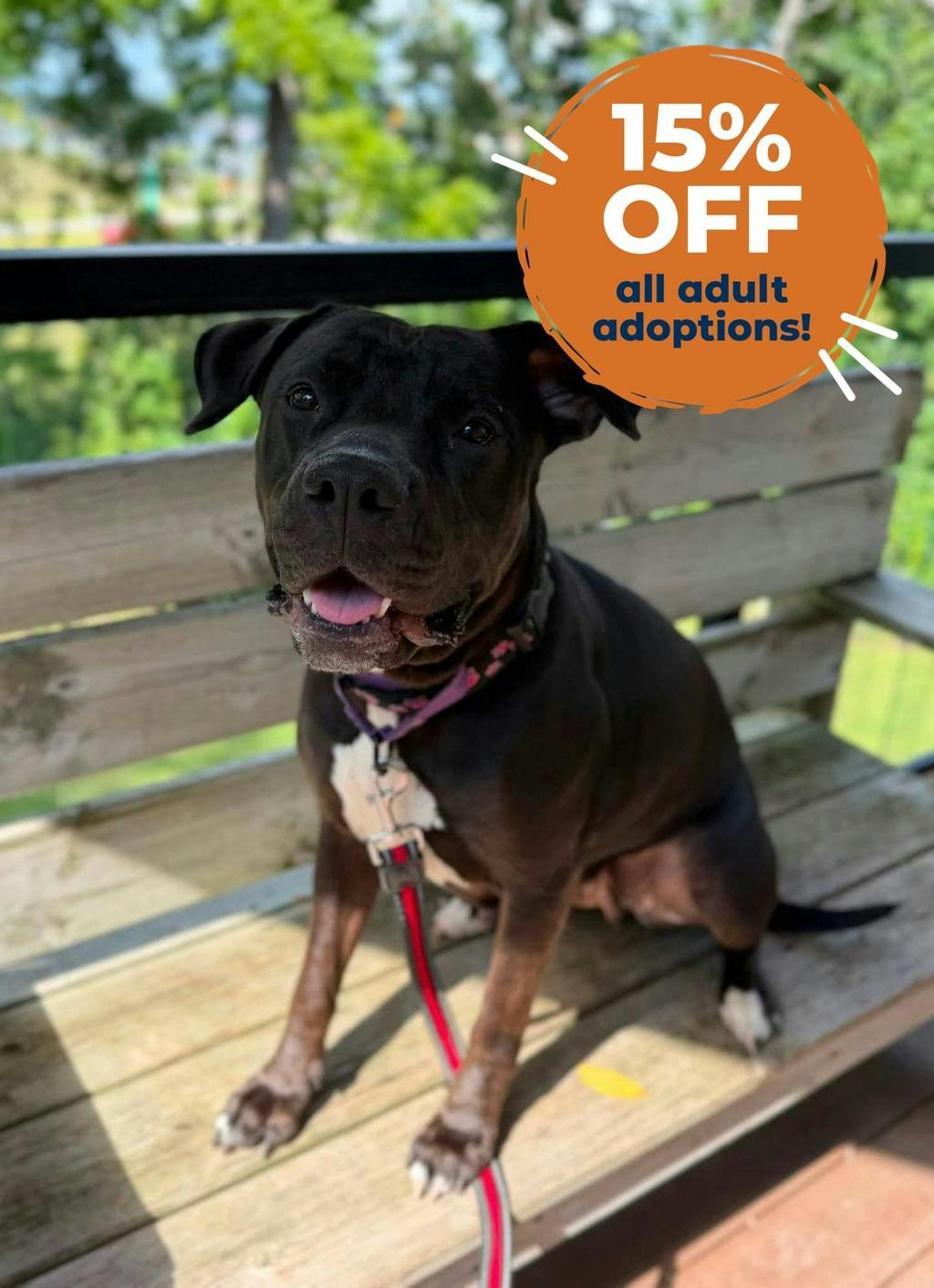 Harlequin, a 2 years and 2 months old Black Female American Bulldog Dog