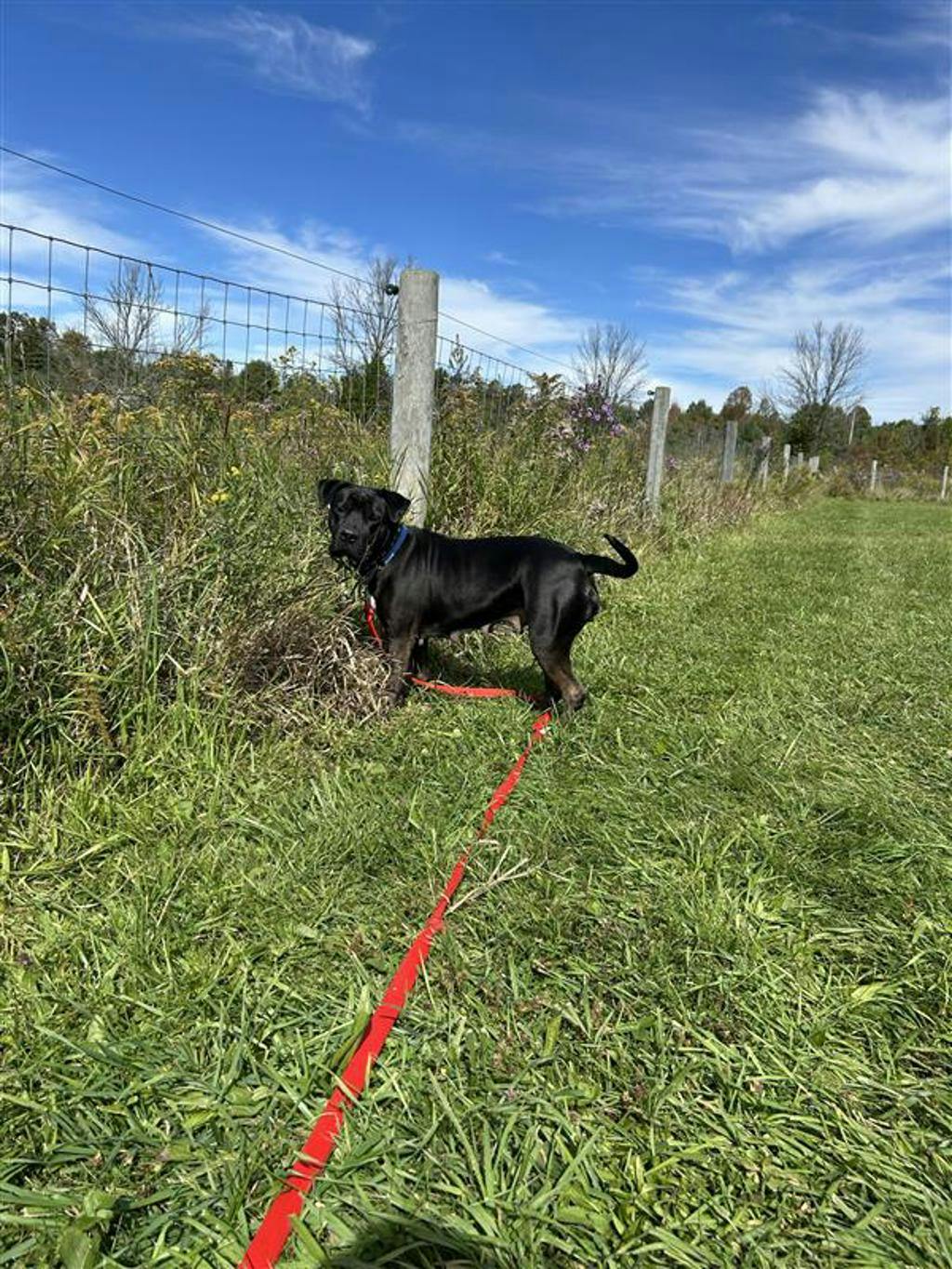 Harlequin, a 2 years and 2 months old Black Female American Bulldog Dog