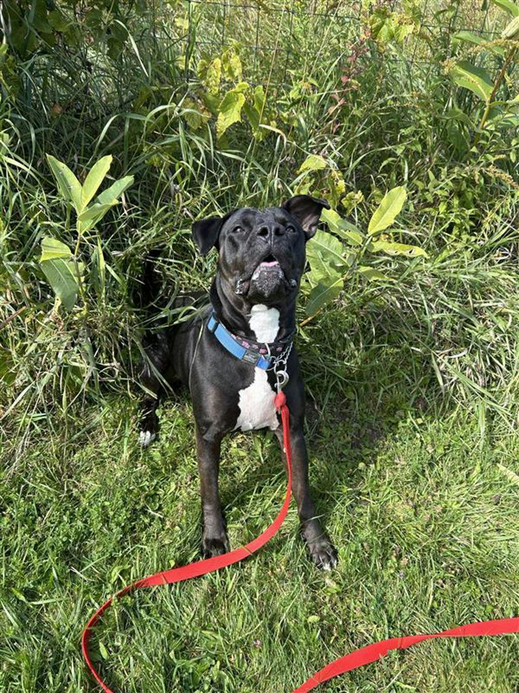 Harlequin, a 2 years and 2 months old Black Female American Bulldog Dog