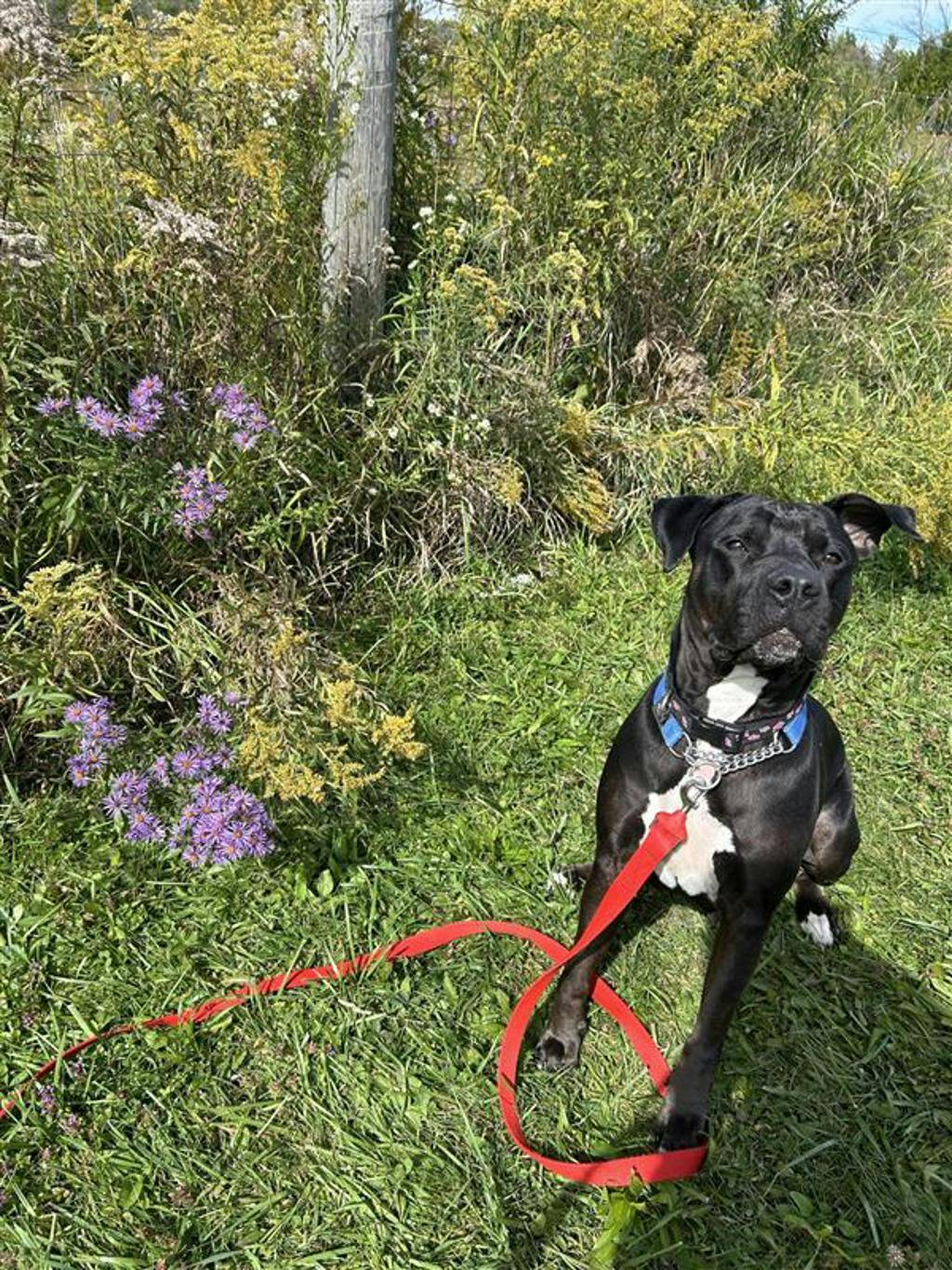 Harlequin, a 2 years and 2 months old Black Female American Bulldog Dog