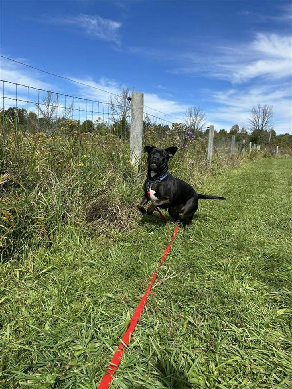 Harlequin, a 2 years and 2 months old Black Female American Bulldog Dog