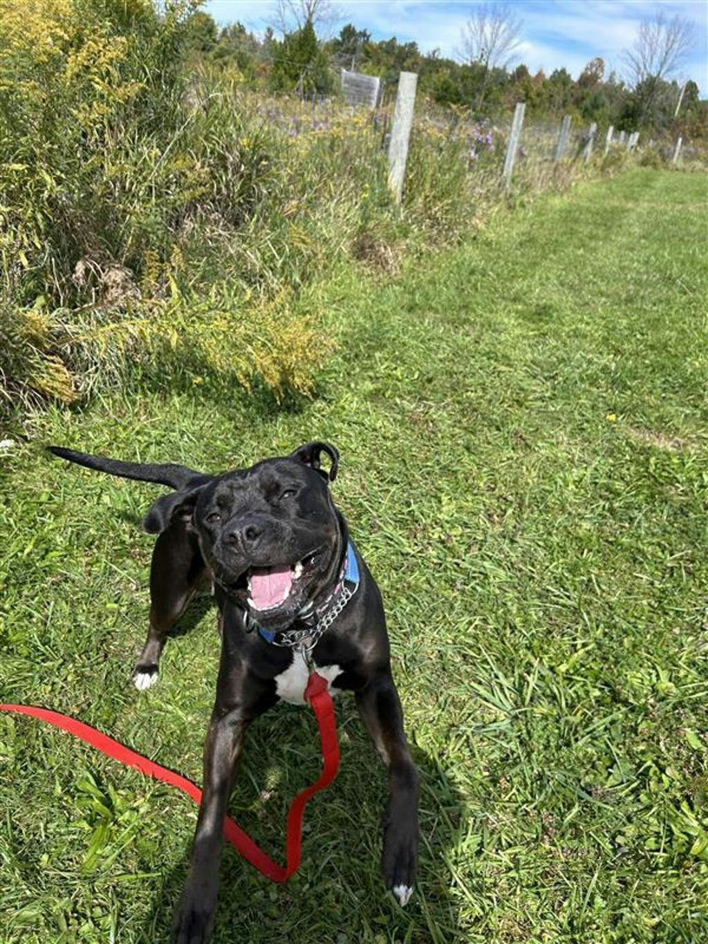 Harlequin, a 2 years and 2 months old Black Female American Bulldog Dog