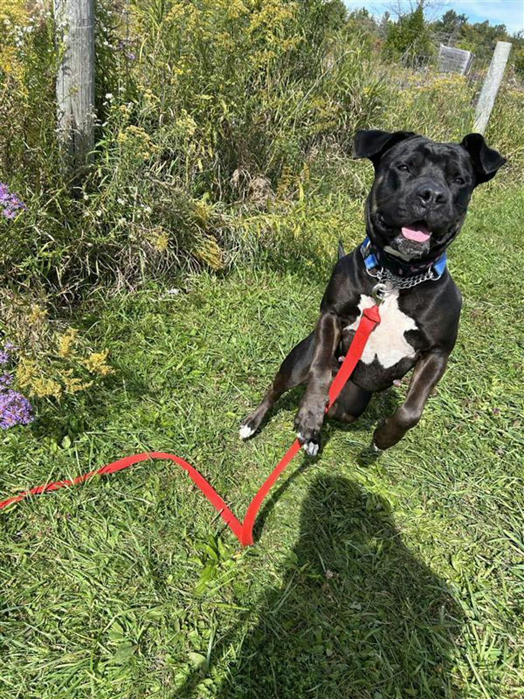Harlequin, a 2 years and 2 months old Black Female American Bulldog Dog
