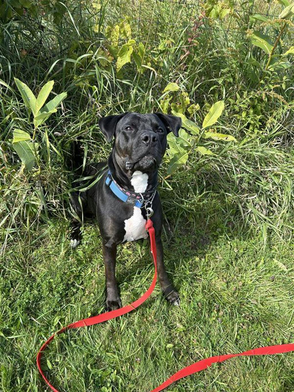 Harlequin, a 2 years and 2 months old Black Female American Bulldog Dog