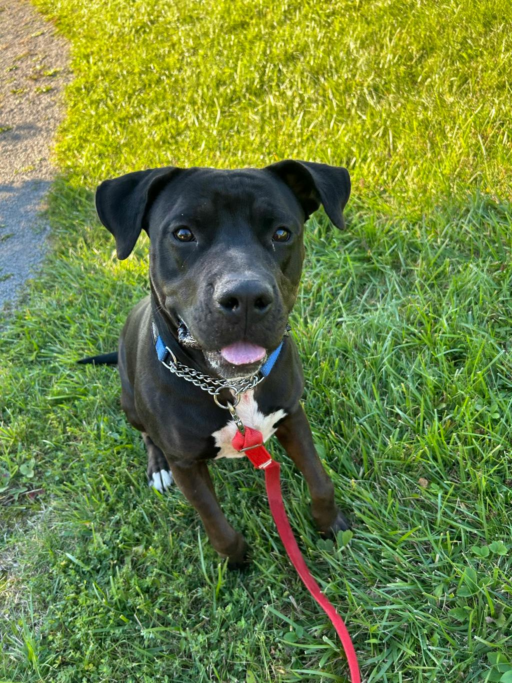 Harlequin, a 2 years and 2 months old Black Female American Bulldog Dog