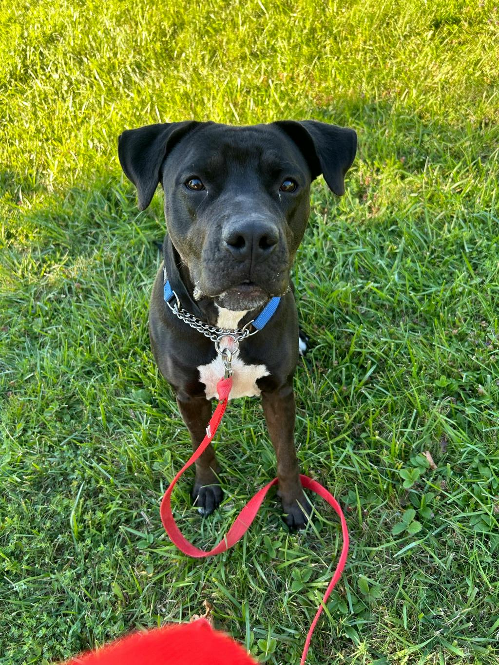 Harlequin, a 2 years and 2 months old Black Female American Bulldog Dog