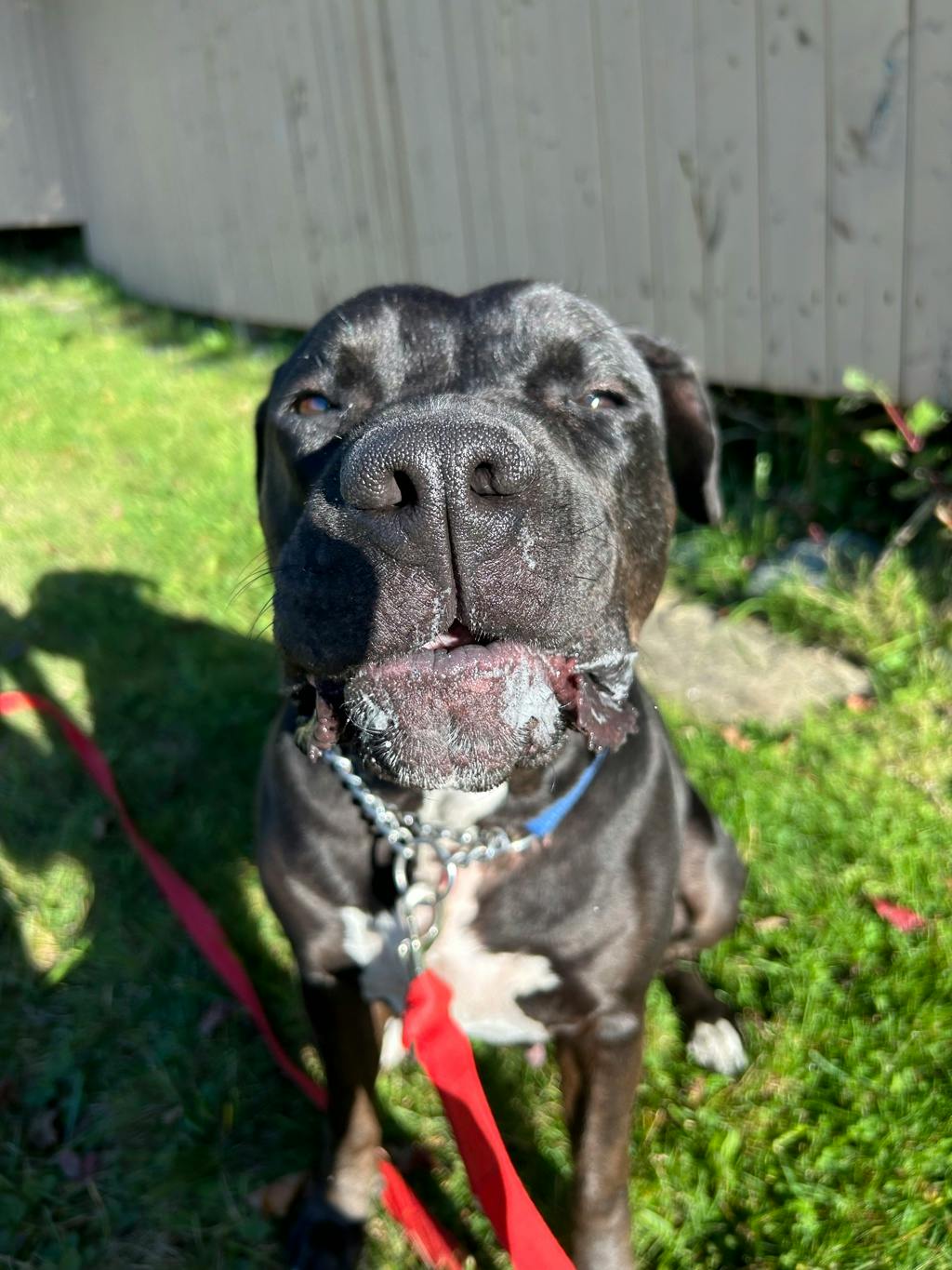 Harlequin, a 2 years and 2 months old Black Female American Bulldog Dog