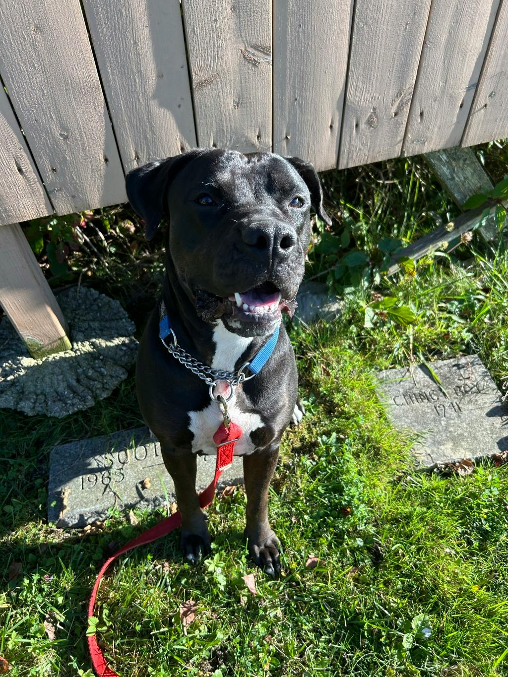 Harlequin, a 2 years and 2 months old Black Female American Bulldog Dog