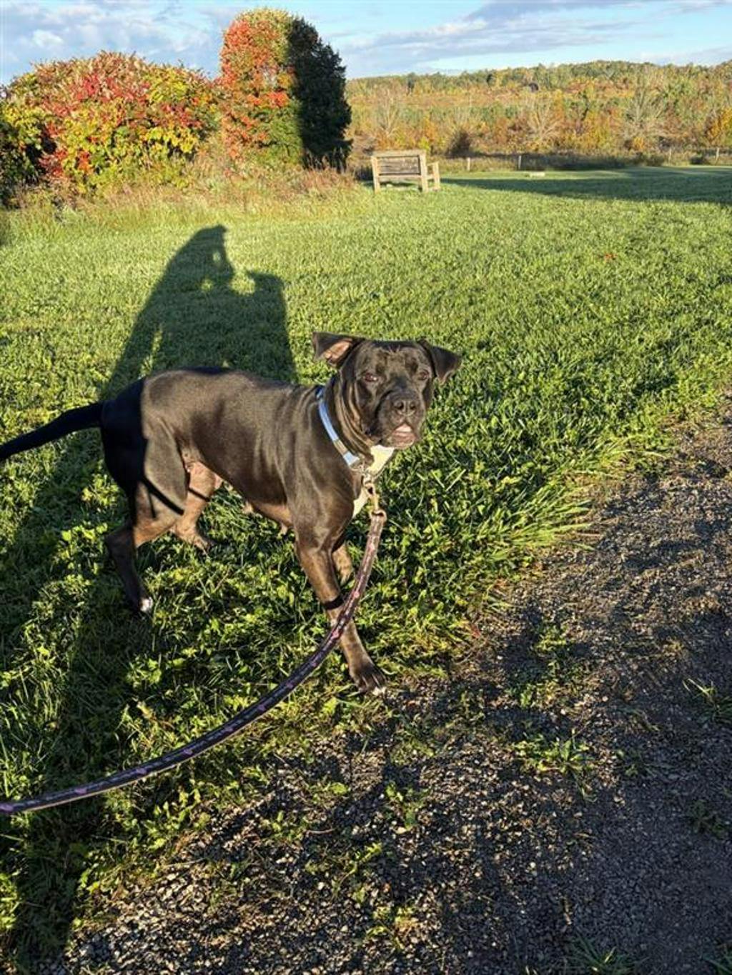 Harlequin, a 2 years and 2 months old Black Female American Bulldog Dog
