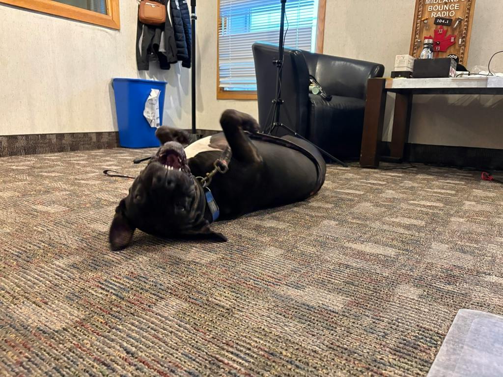 Harlequin, a 2 years and 2 months old Black Female American Bulldog Dog