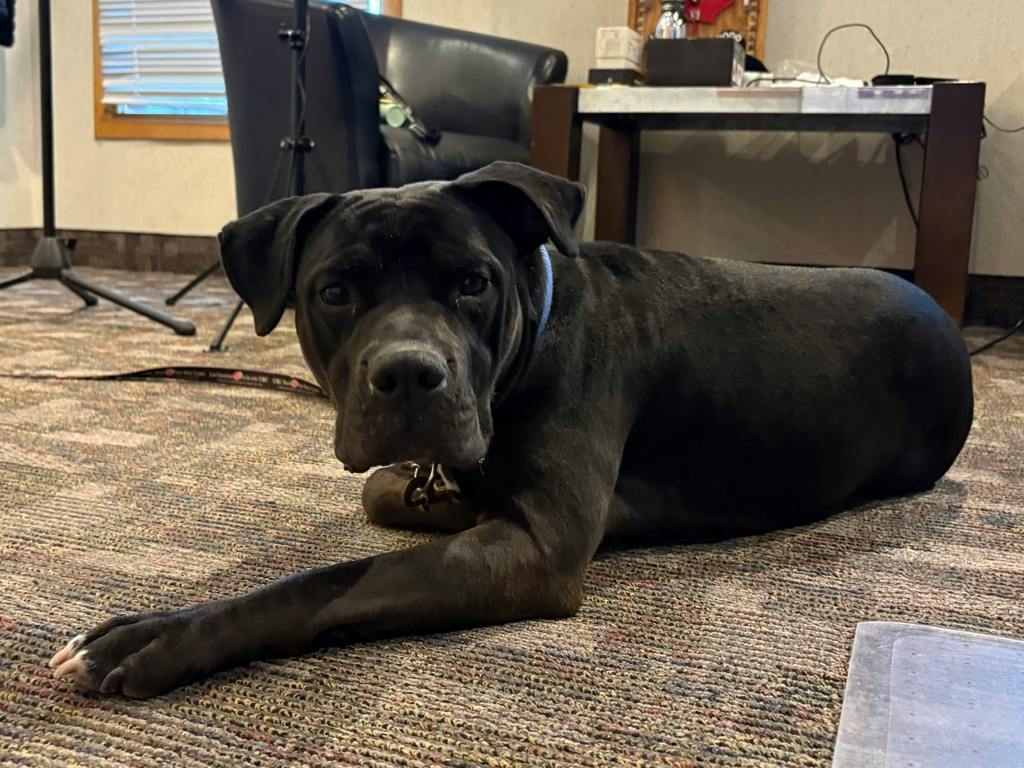 Harlequin, a 2 years and 2 months old Black Female American Bulldog Dog