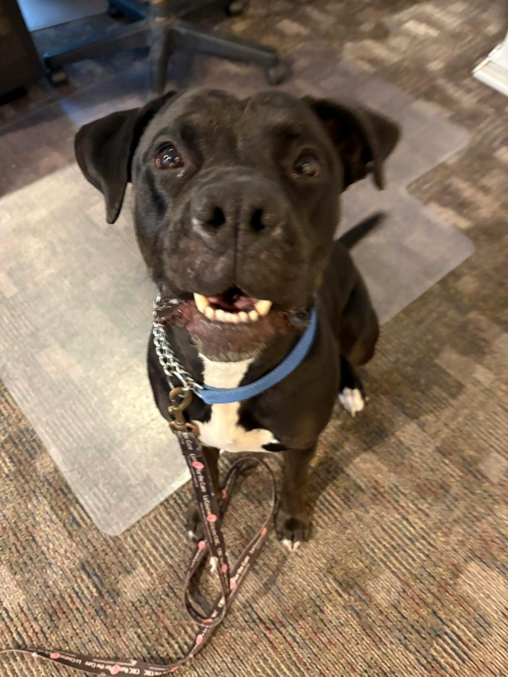 Harlequin, a 2 years and 2 months old Black Female American Bulldog Dog