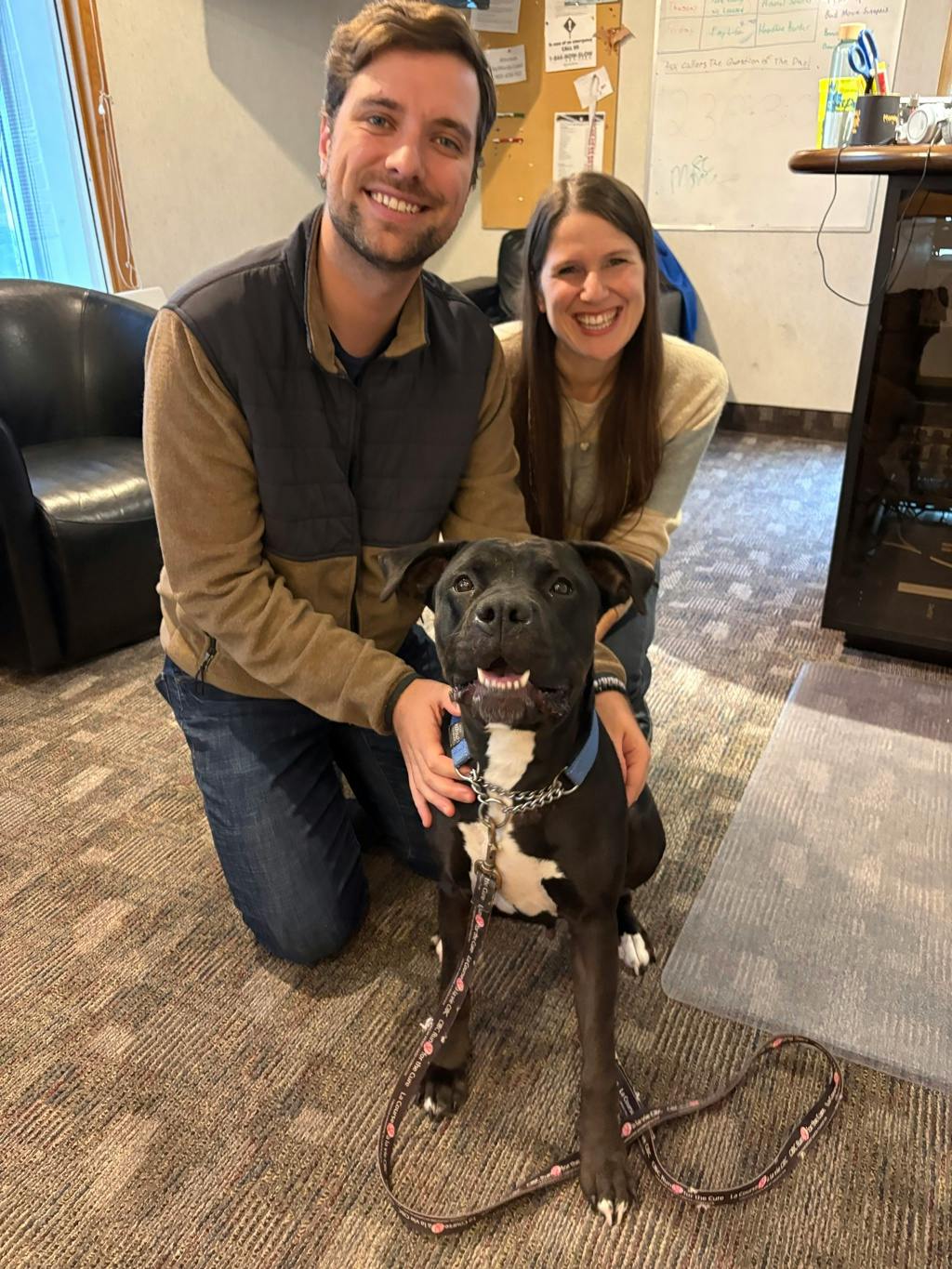 Harlequin, a 2 years and 2 months old Black Female American Bulldog Dog