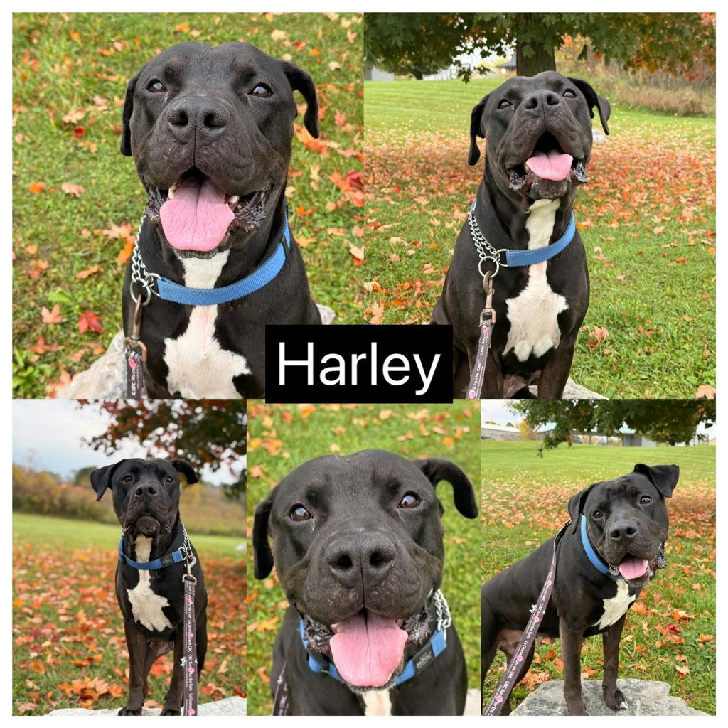 Harlequin, a 2 years and 2 months old Black Female American Bulldog Dog