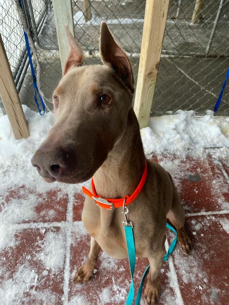 Jaxx, a 6 years and 1 month old Tan Male Doberman Dog