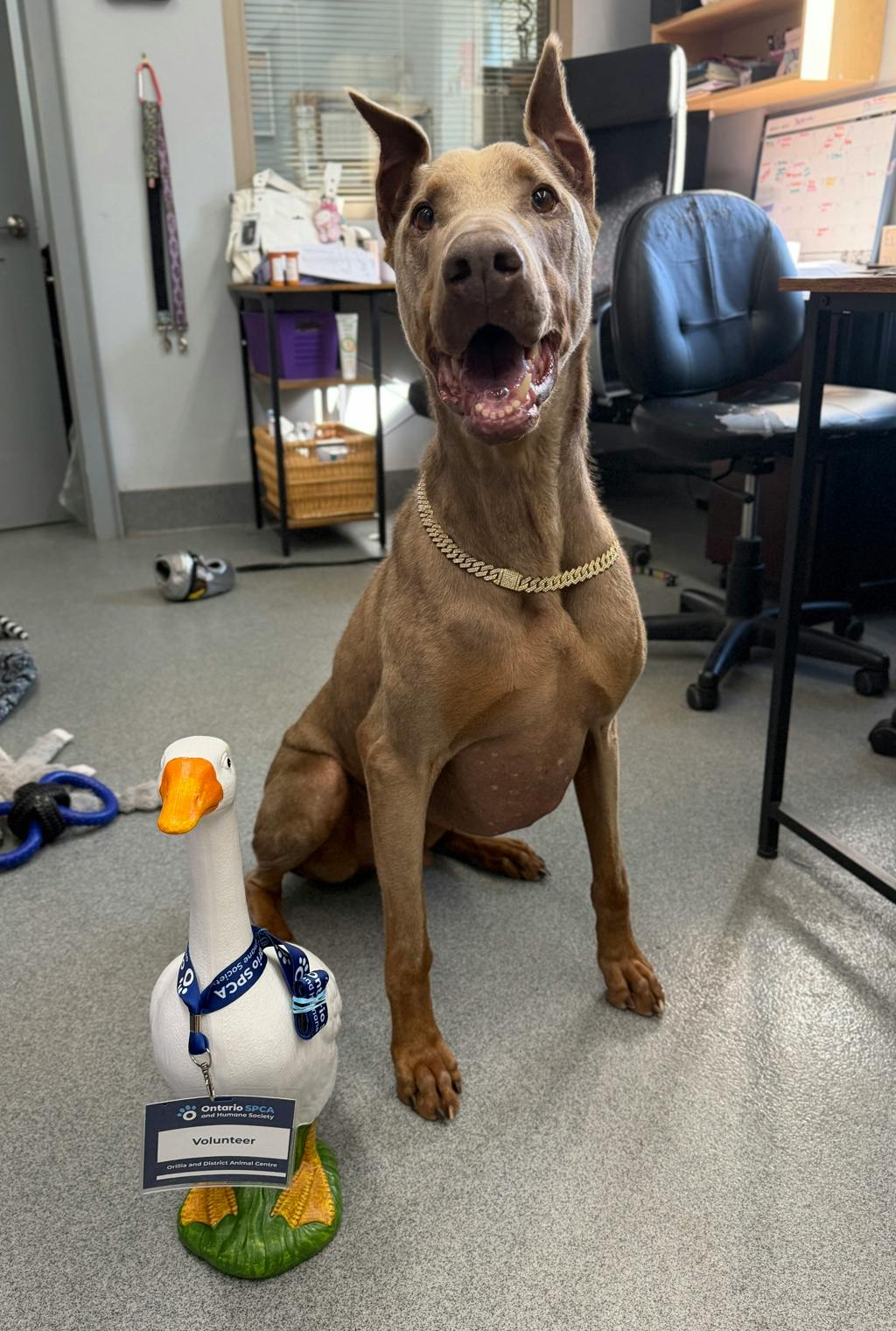 Jaxx, a 6 years and 1 month old Tan Male Doberman Dog