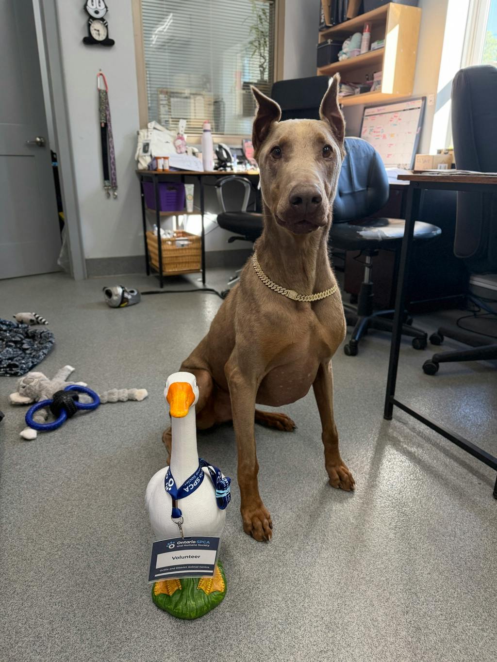 Jaxx, a 6 years and 1 month old Tan Male Doberman Dog