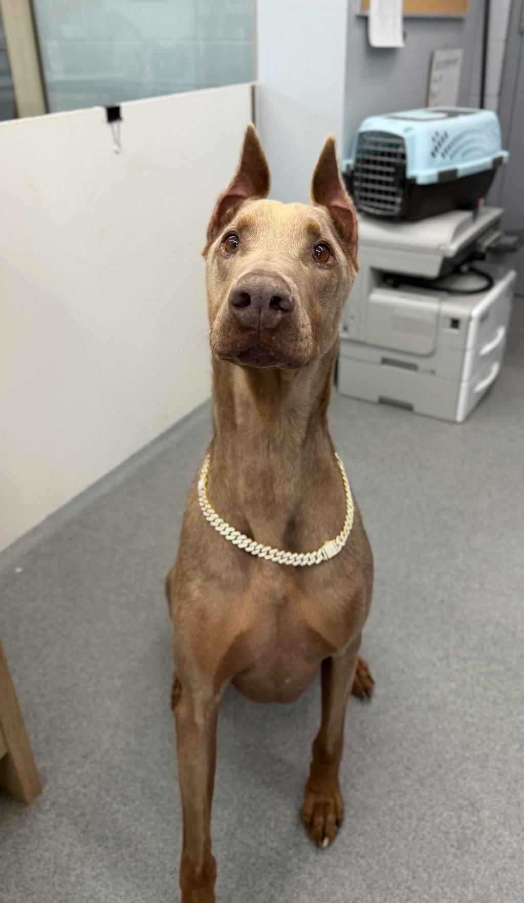 Jaxx, a 6 years and 1 month old Tan Male Doberman Dog