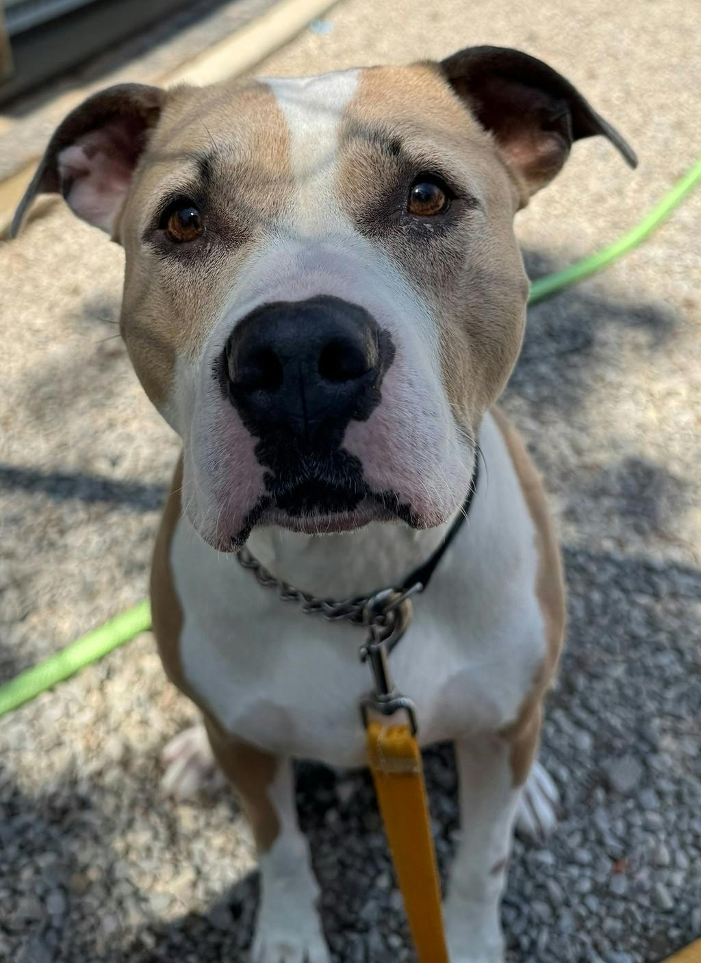 Rosie, a 6 years and 1 month old Tan Female American Bulldog Dog