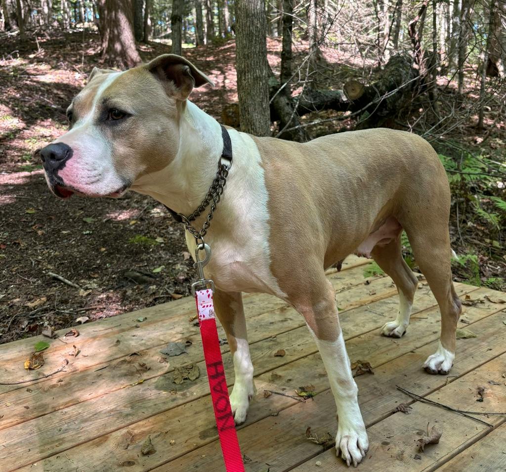 Rosie, a 6 years and 1 month old Tan Female American Bulldog Dog