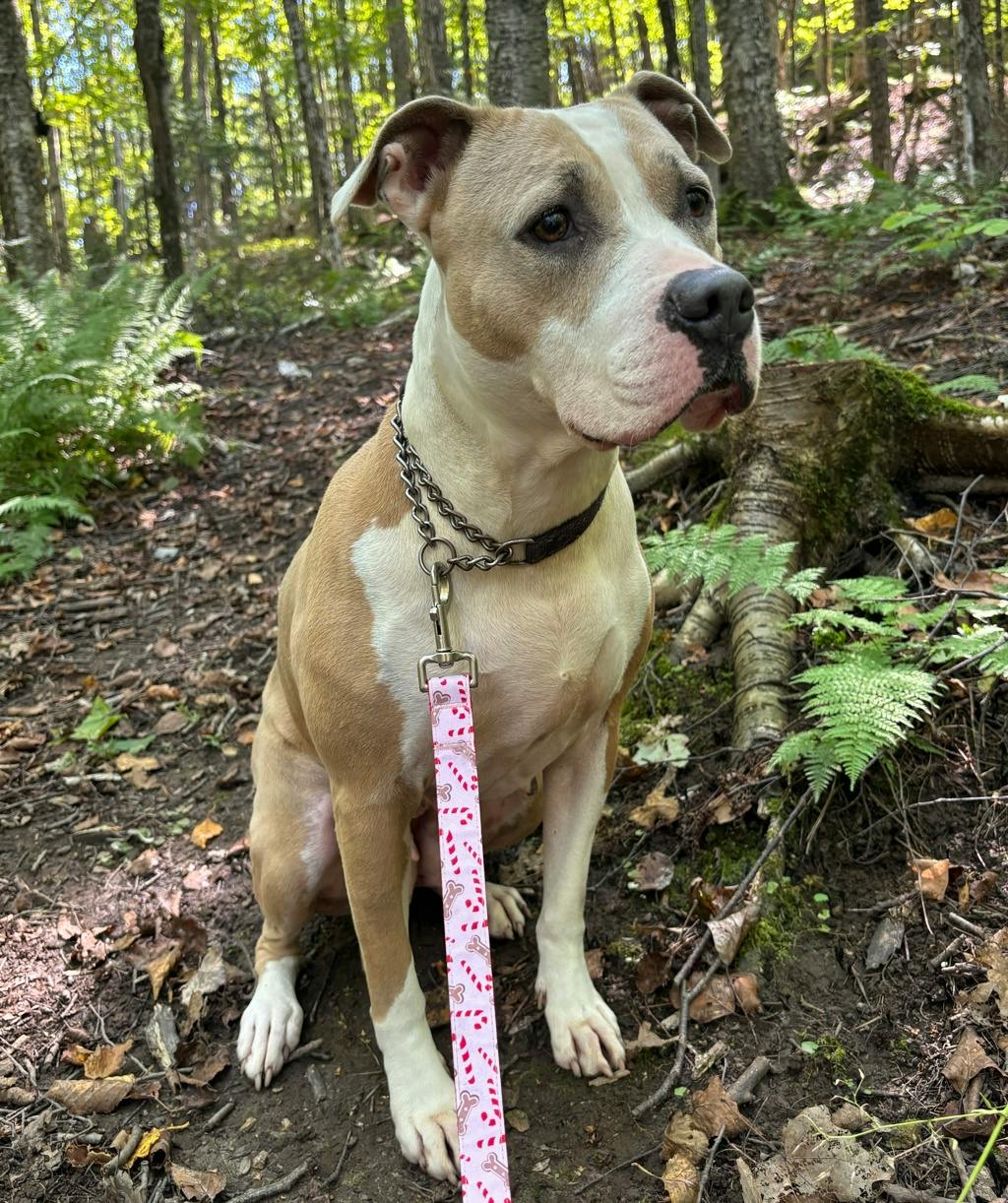 Rosie, a 6 years and 1 month old Tan Female American Bulldog Dog
