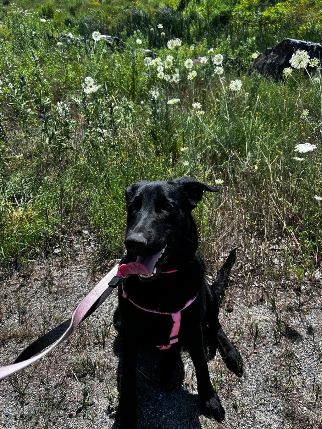Elsa Image