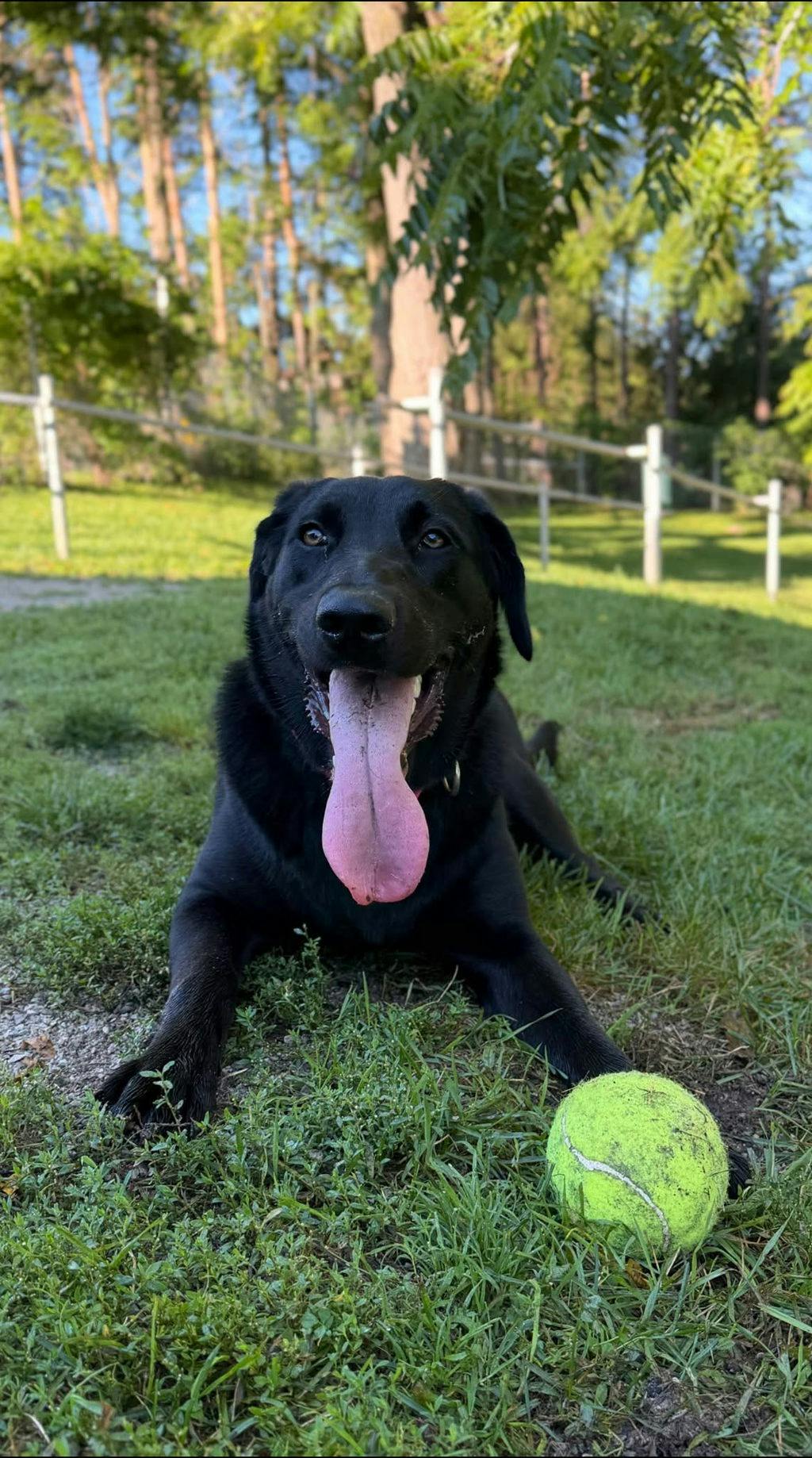 Elsa, a 10 months old Black Female Labrador Retriever Dog