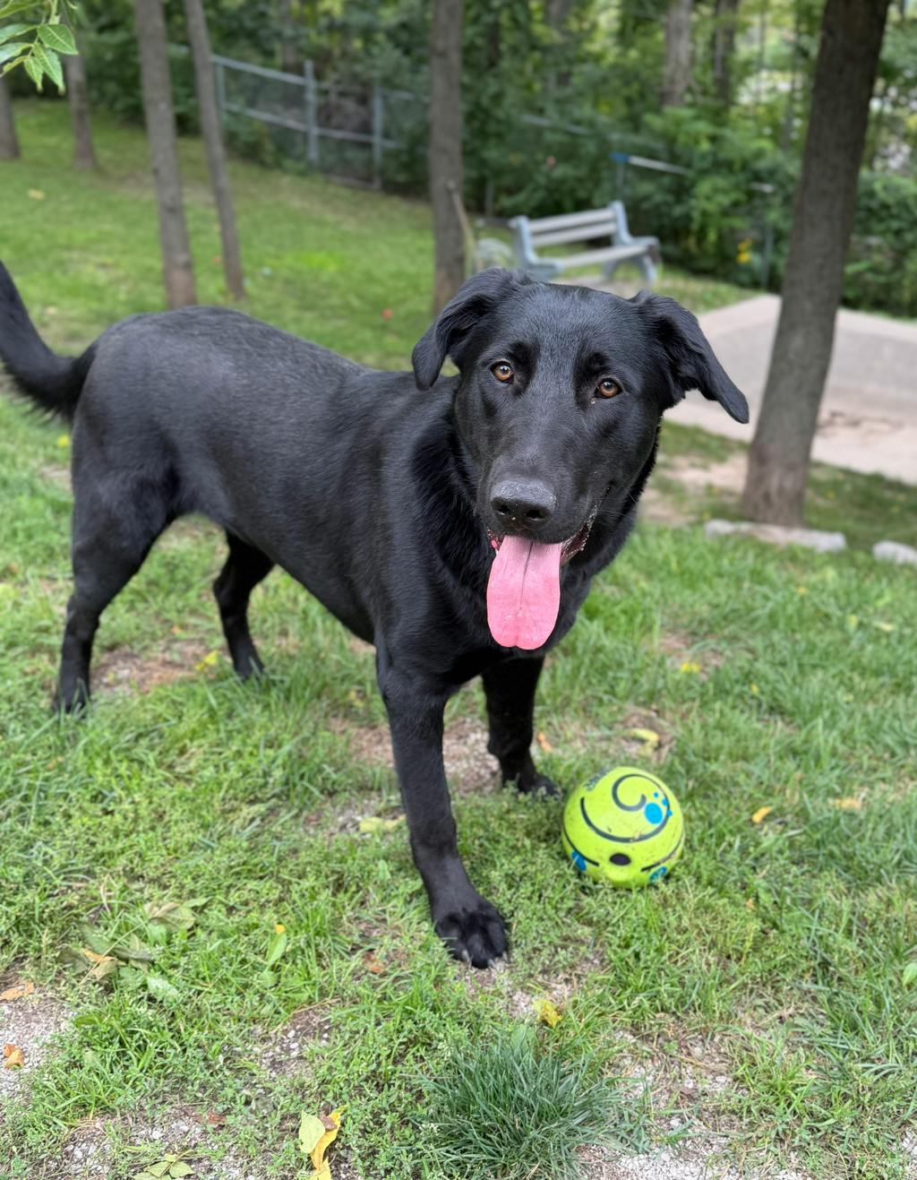 Elsa, a 10 months old Black Female Labrador Retriever Dog