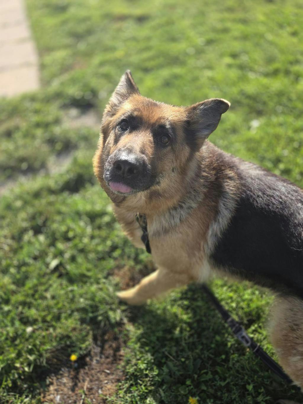 Kiwi (delayed Adoption) Image
