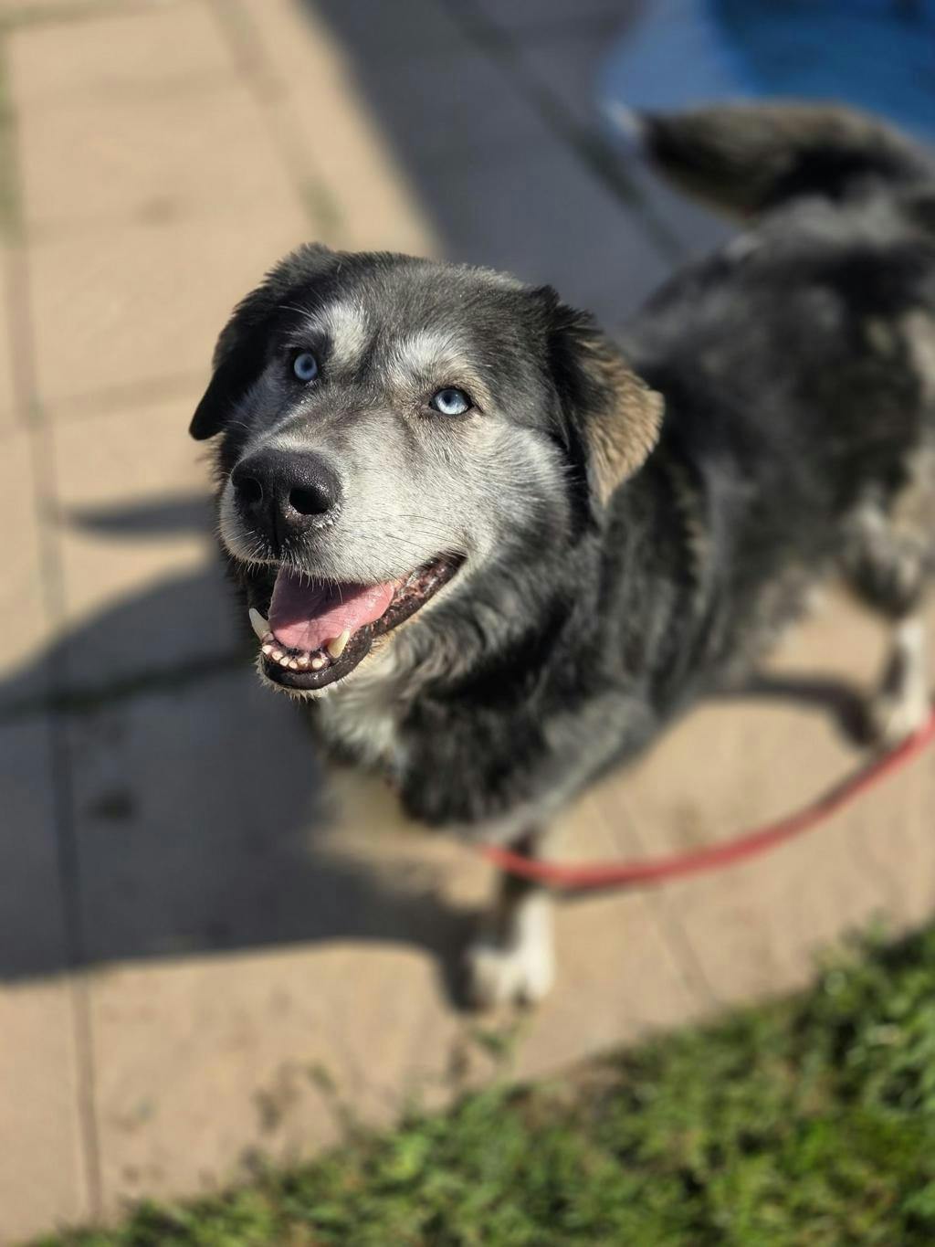 Gerry (delayed Adoption)