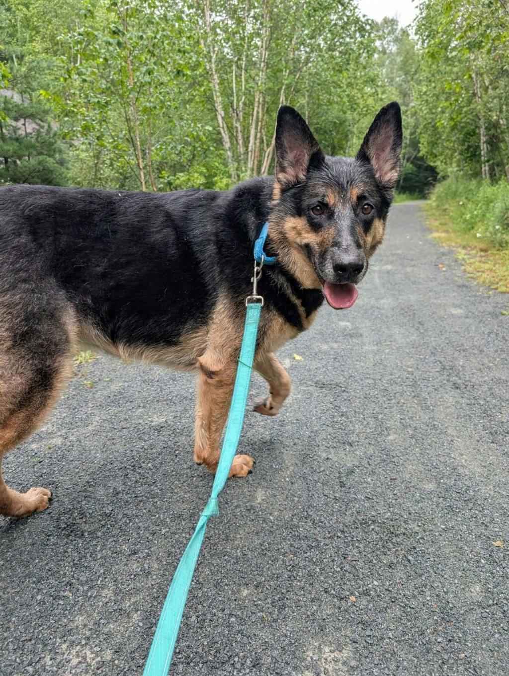 German Shepherd