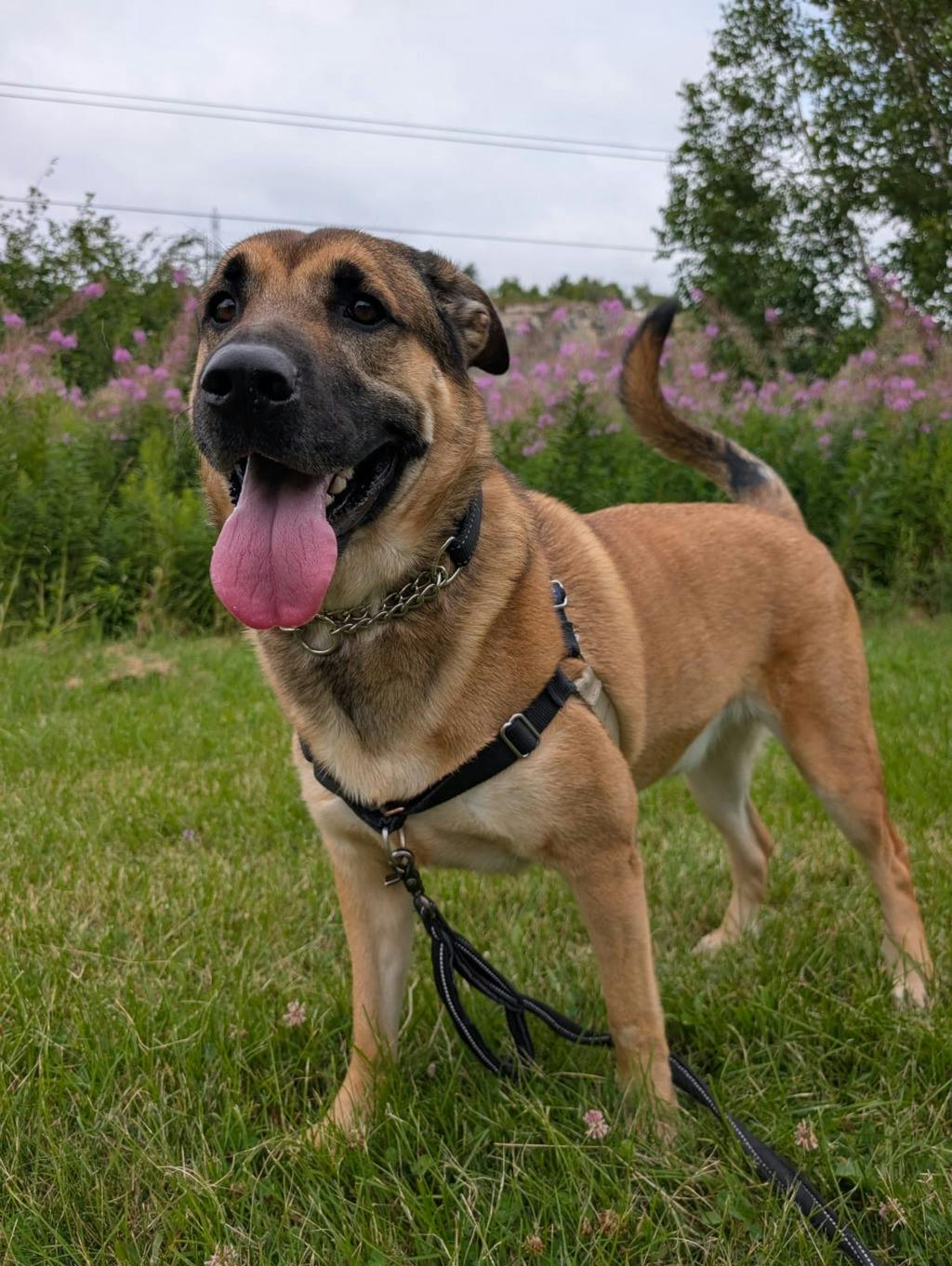 German Shepherd