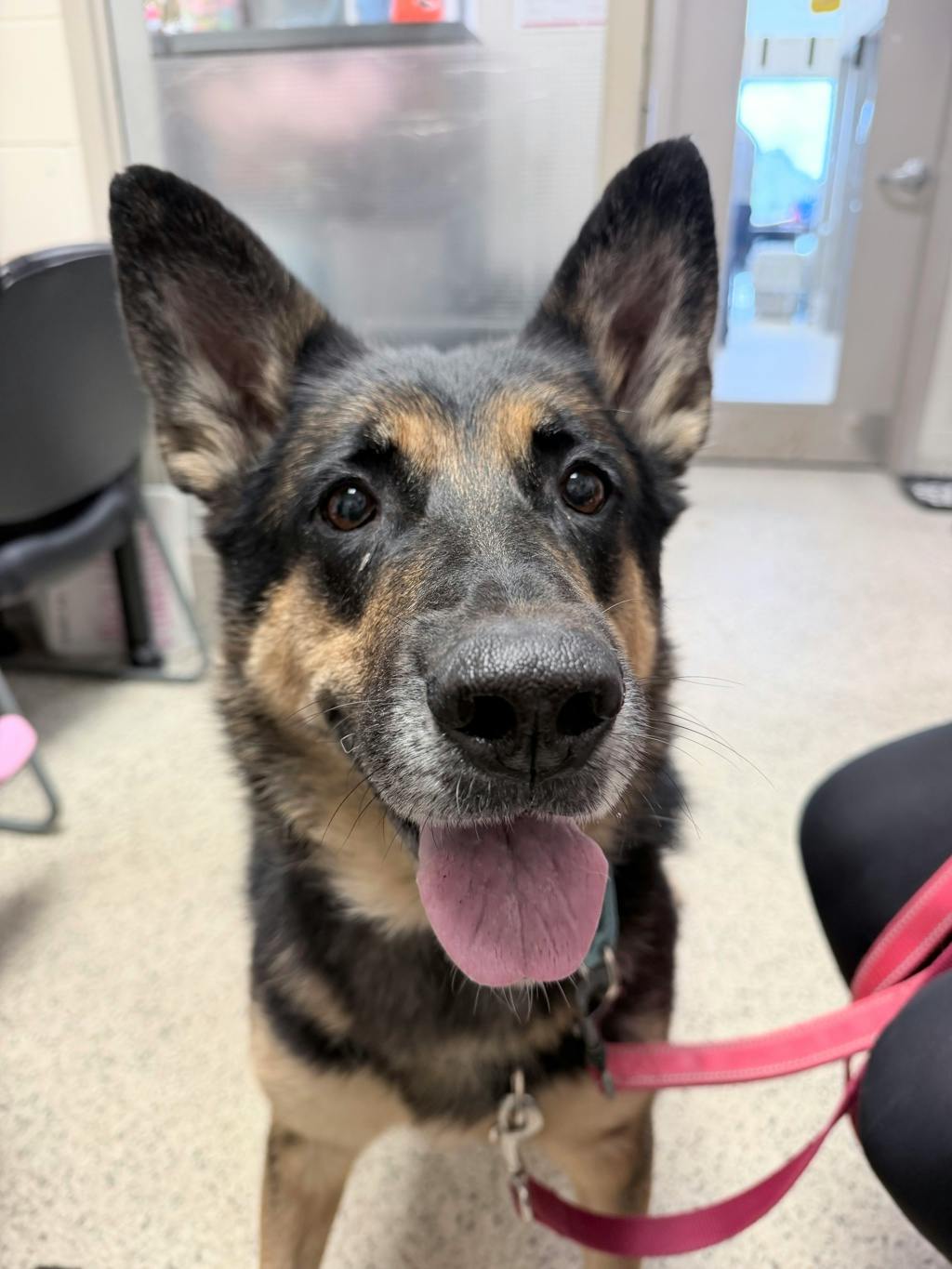 Shadow, a 7 years and 1 month old Beige Female German Shepherd Dog