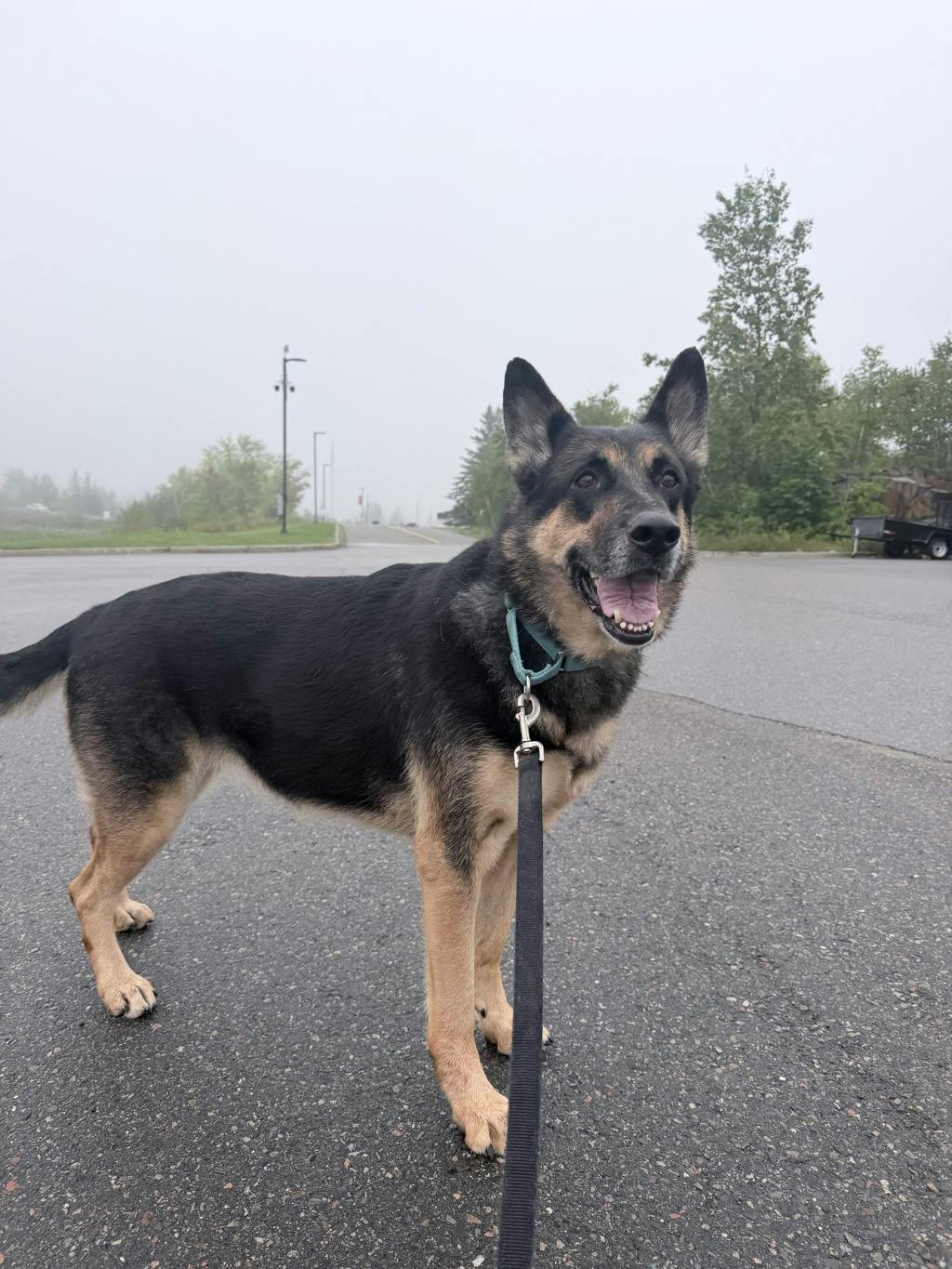 Shadow, a 7 years and 1 month old Beige Female German Shepherd Dog