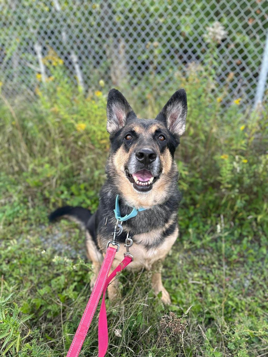 Shadow, a 7 years and 1 month old Beige Female German Shepherd Dog