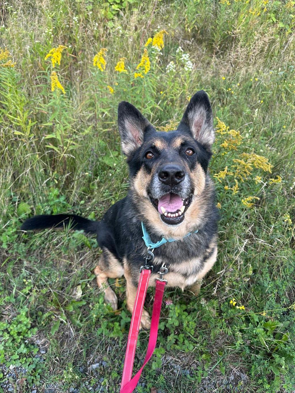 Shadow, a 7 years and 1 month old Beige Female German Shepherd Dog