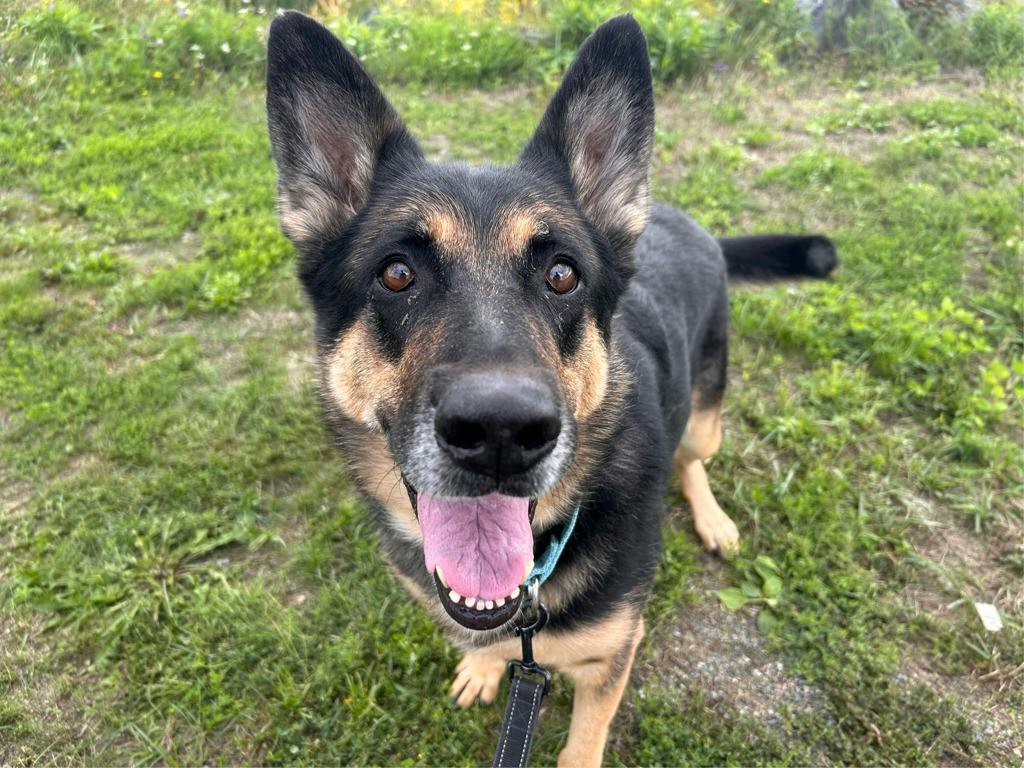 Shadow, a 7 years and 1 month old Beige Female German Shepherd Dog