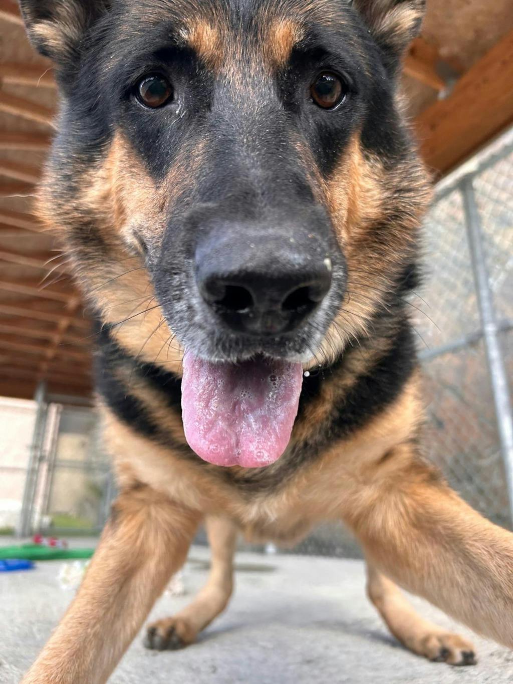 Shadow, a 7 years and 1 month old Beige Female German Shepherd Dog