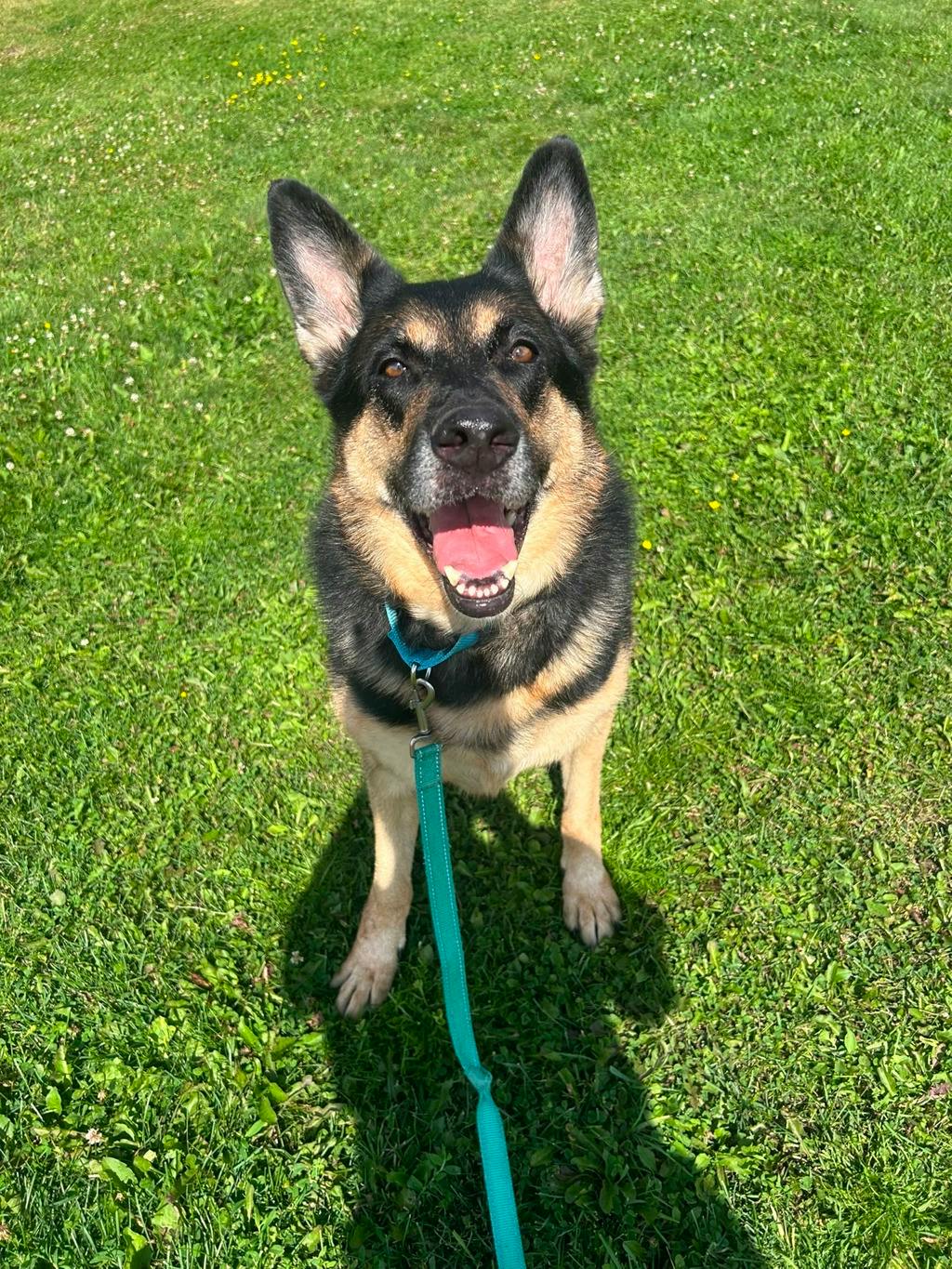 Shadow, a 7 years and 1 month old Beige Female German Shepherd Dog