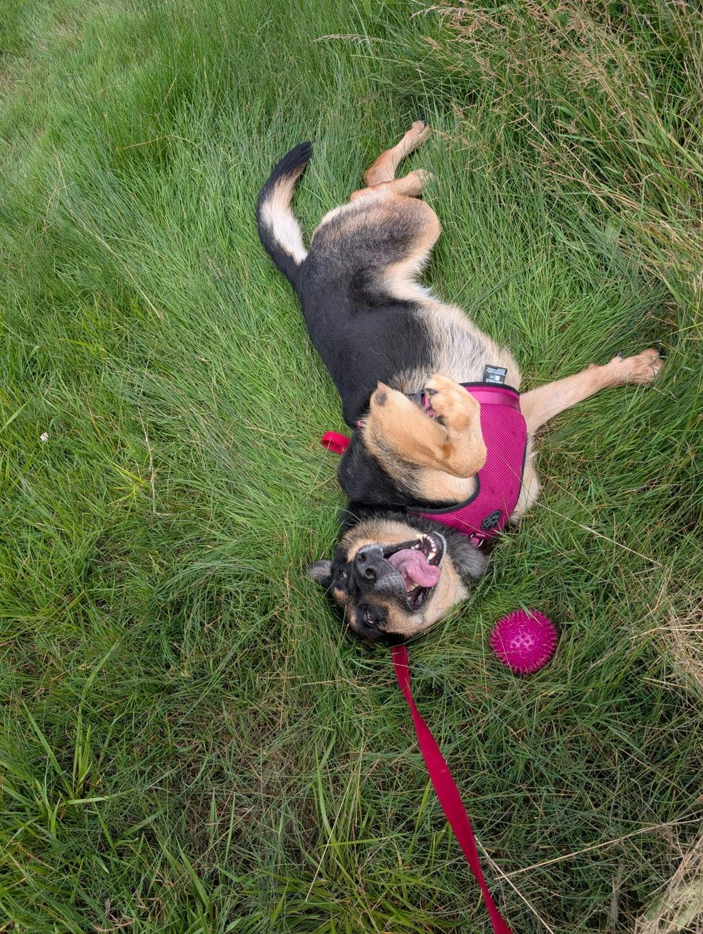 Shadow, a 7 years and 1 month old Beige Female German Shepherd Dog