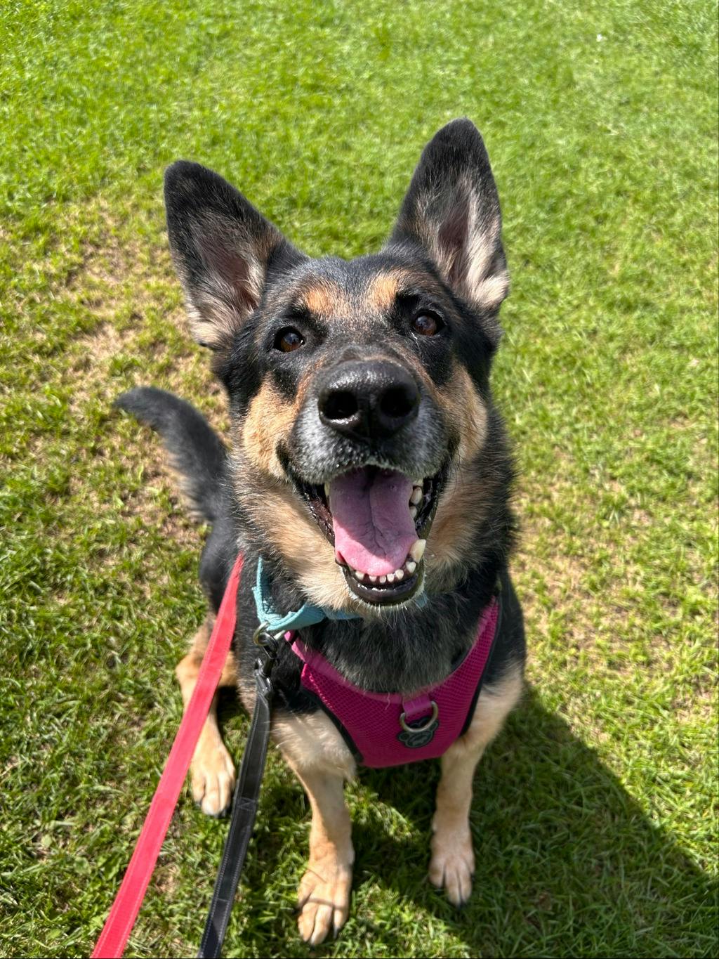 Shadow, a 7 years and 1 month old Beige Female German Shepherd Dog