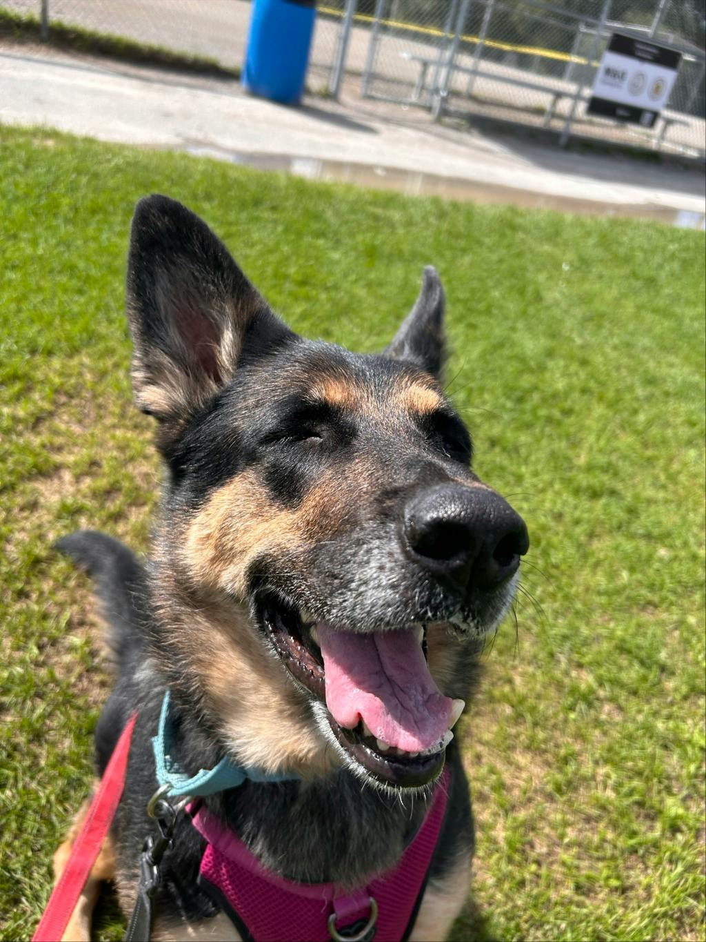 Shadow, a 7 years and 1 month old Beige Female German Shepherd Dog