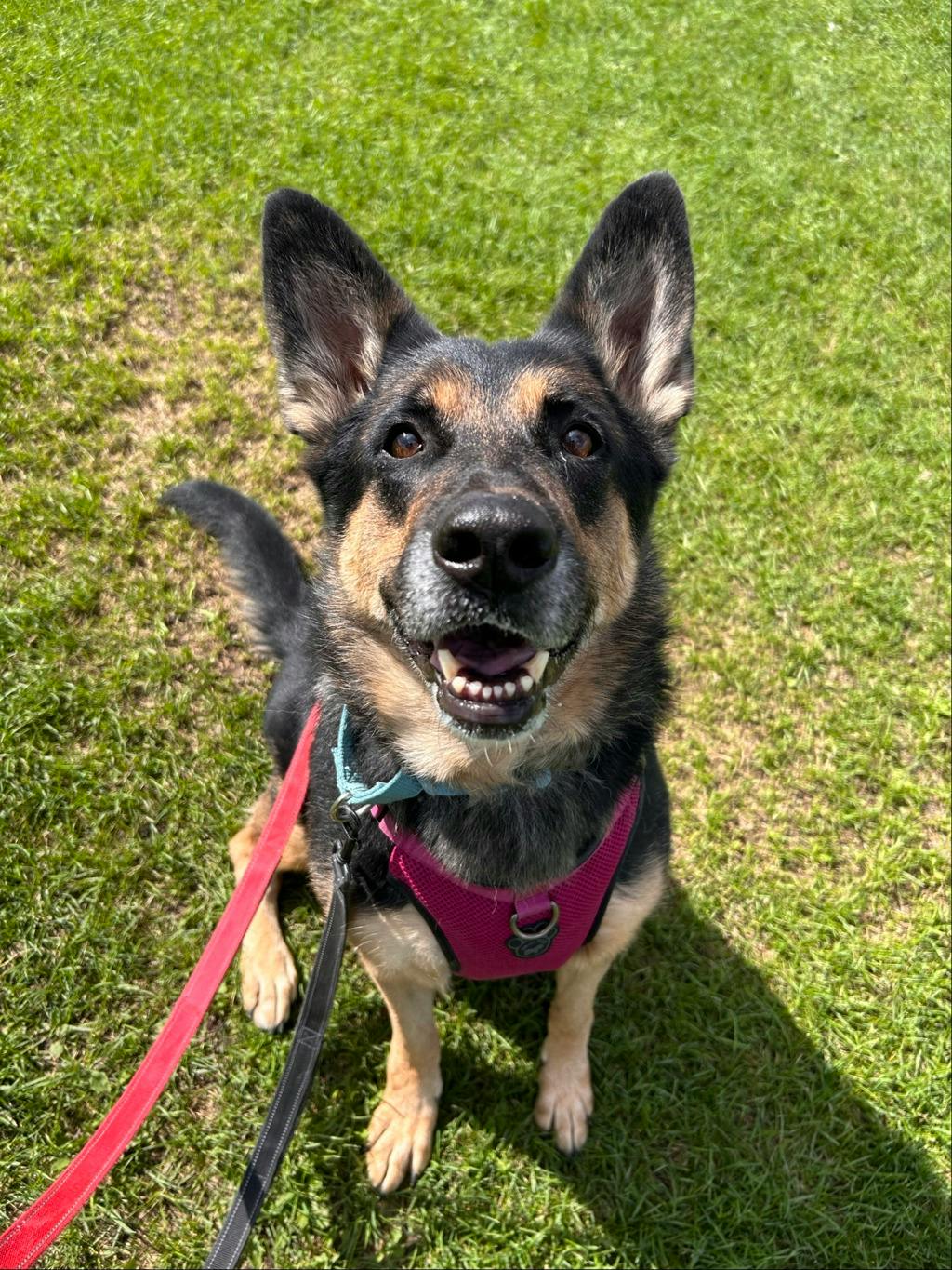Shadow, a 7 years and 1 month old Beige Female German Shepherd Dog