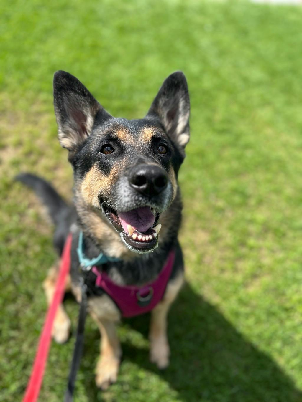 Shadow, a 7 years and 1 month old Beige Female German Shepherd Dog
